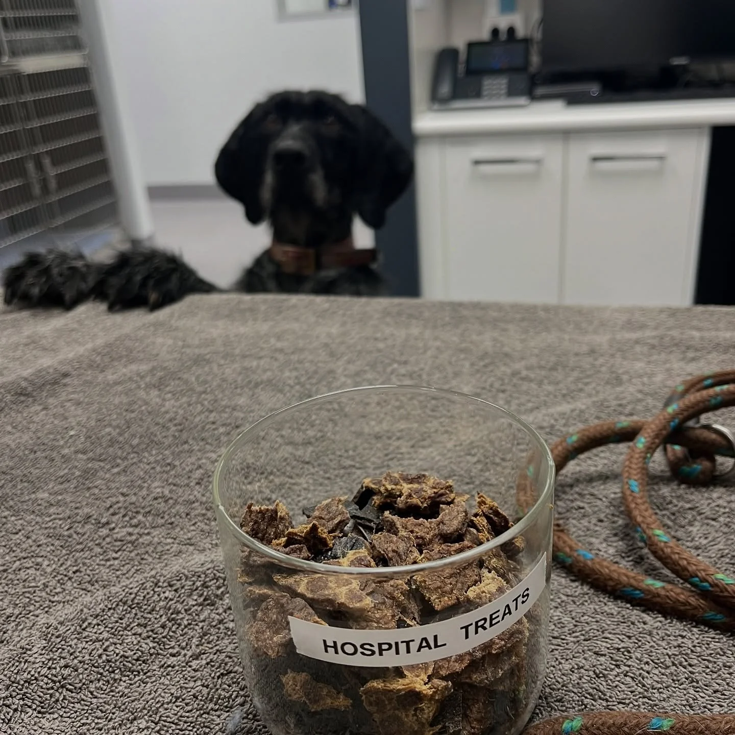 👀 Caught in the act…
Meet Kora the wired haired pointer — professional treat thief.
It’s no secret why Kora loves coming here — it’s all about those “Prime 100” tasty treats and tail wags! 🦴🍪
#VetLife #