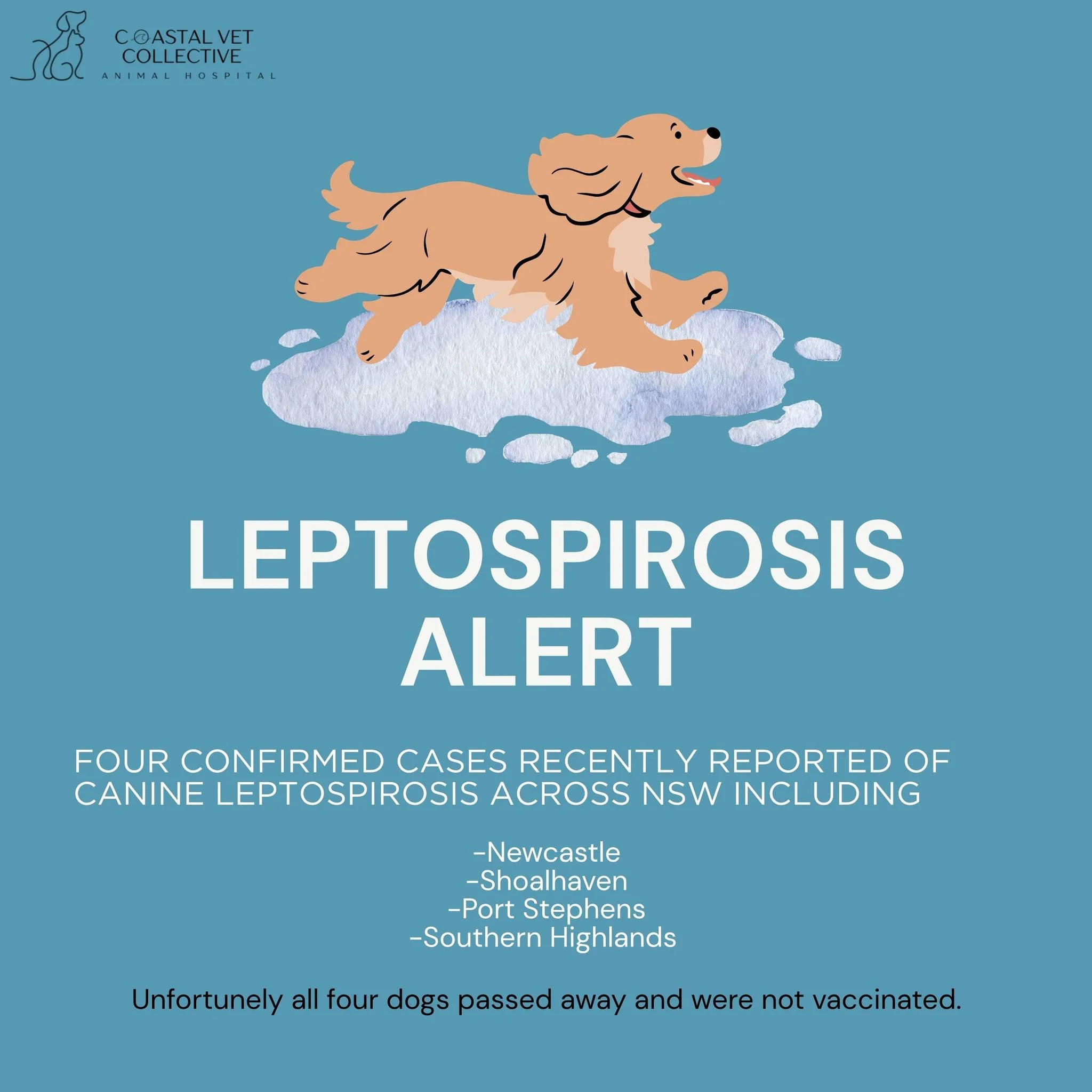 🦠 LEPTOSPIROSIS: A DANGEROUS BUT PREVENTABLE DISEASE 🐾
Did you know Leptospirosis is a serious bacterial disease that can affect both pets and humans? This zoonotic illness is spread through the urine of infected animals often in contaminated wate