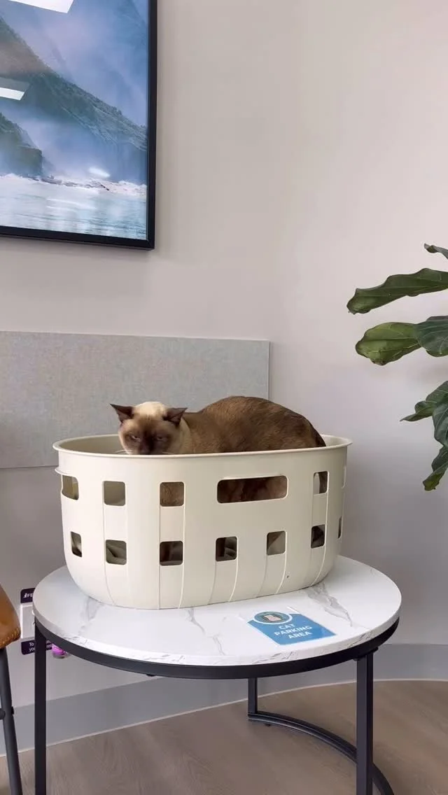How NOT to bring your cat to the vet… 🚫
Featuring our superstar Lenny 😺 (who has kindly demonstrated all the wrong options; laundry basket, lead, you name it 🙈).
✅ Best practice: Always bring your cat in a secure carrier, ideally covered