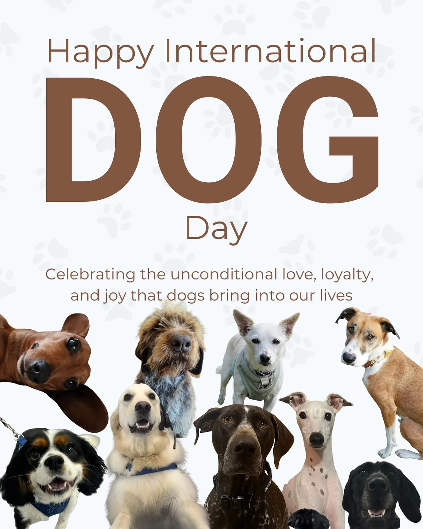 Happy International Dog Day! 🐾
Today we celebrate the four-legged family members who inspire the work we do every day.
Here are the much-loved pups of our veterinary team
Thank you for trusting us to care for yours too 💙🐶