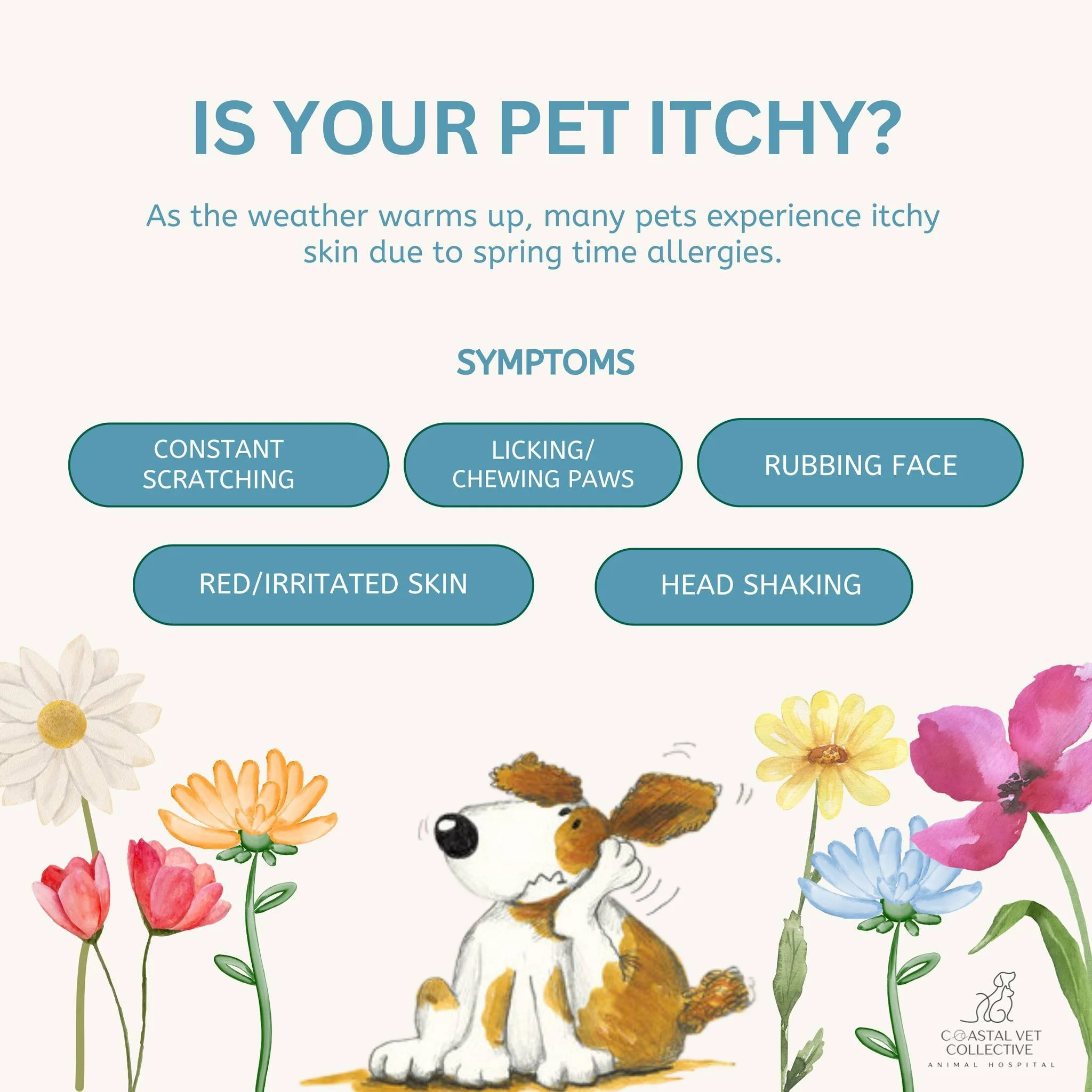 🌸 Spring is Here - But So Are Pet Allergies! 🐶🐱
As the weather warms up and flowers start to bloom, many pets begin showing signs of seasonal allergies.
Just like us, our furry friends can react to pollen, grasses, mold, and dust in the environm