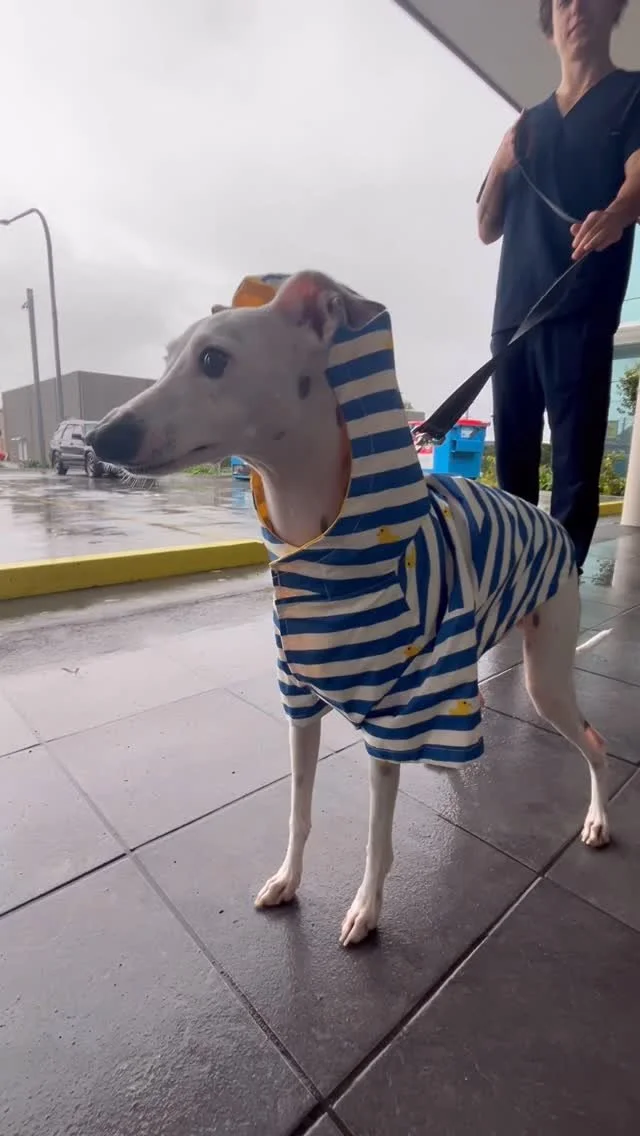 🌧️ It might be a good day for ducks, but Rigby is proving it’s also a good day for stylish rain jackets! 🦆🐾
We’ve still got appointments available today — rain, hail or shine, we’ll be here for your pets. 💙