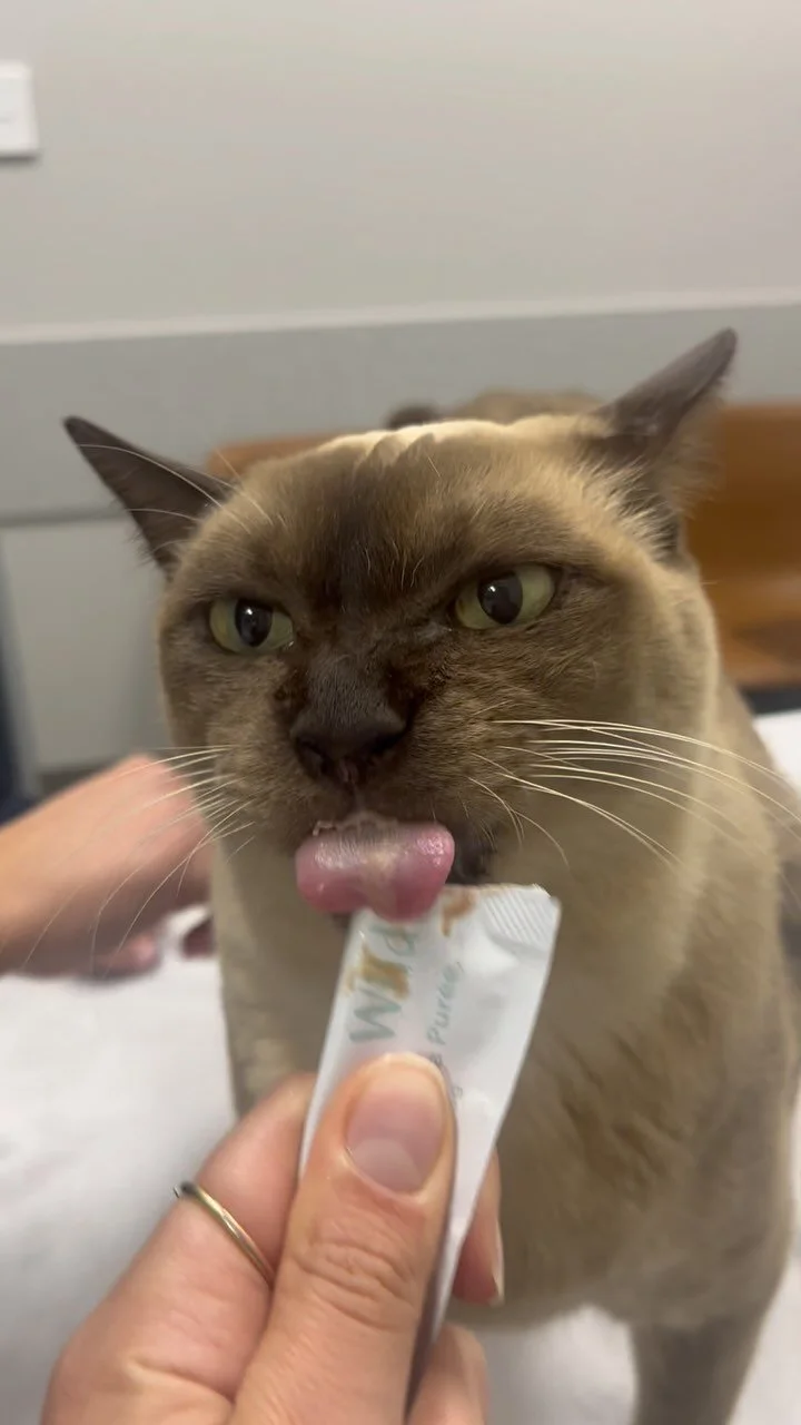 Yes.. yes it is a sweet treat 😝
Cats come for their check-ups… but stay for our sweet treats 🍦🐱
#sweettreat #tasty #vetmed #trending #catvideos #cat #wollongongvet #wollongong