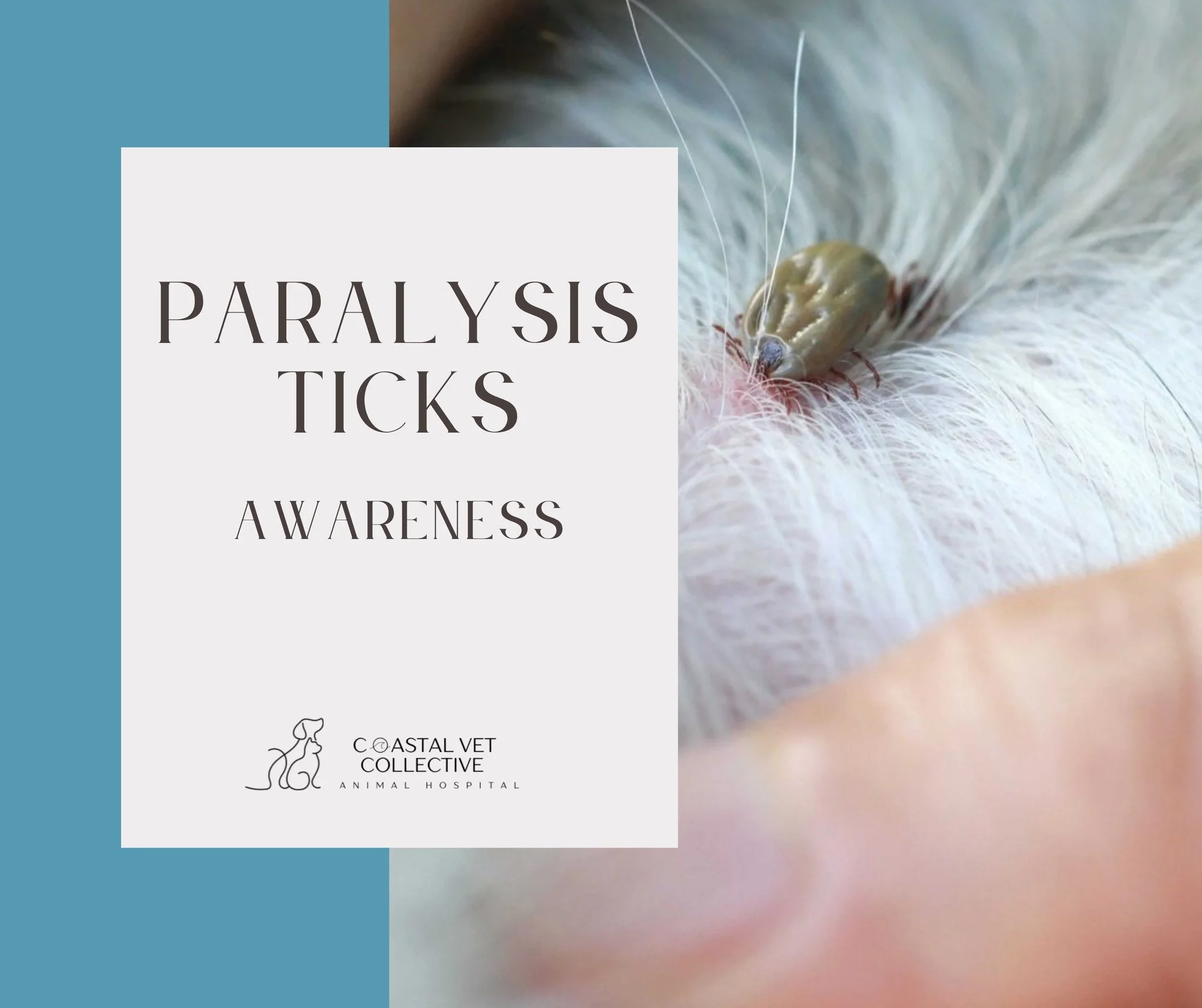 🚨 Tick Season Alert for South NSW Pet Owners! 🚨
As the weather warms up across Southern NSW, we’re heading into peak tick season, and that means the risk of tick paralysis is on the rise.
🕷️ Ticks can be deadly for our pets, especially whe