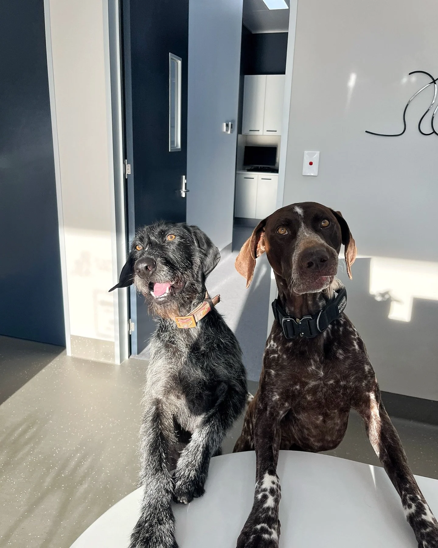Mondays are ruff&hellip; but at least the reception team is adorable 🐶💼