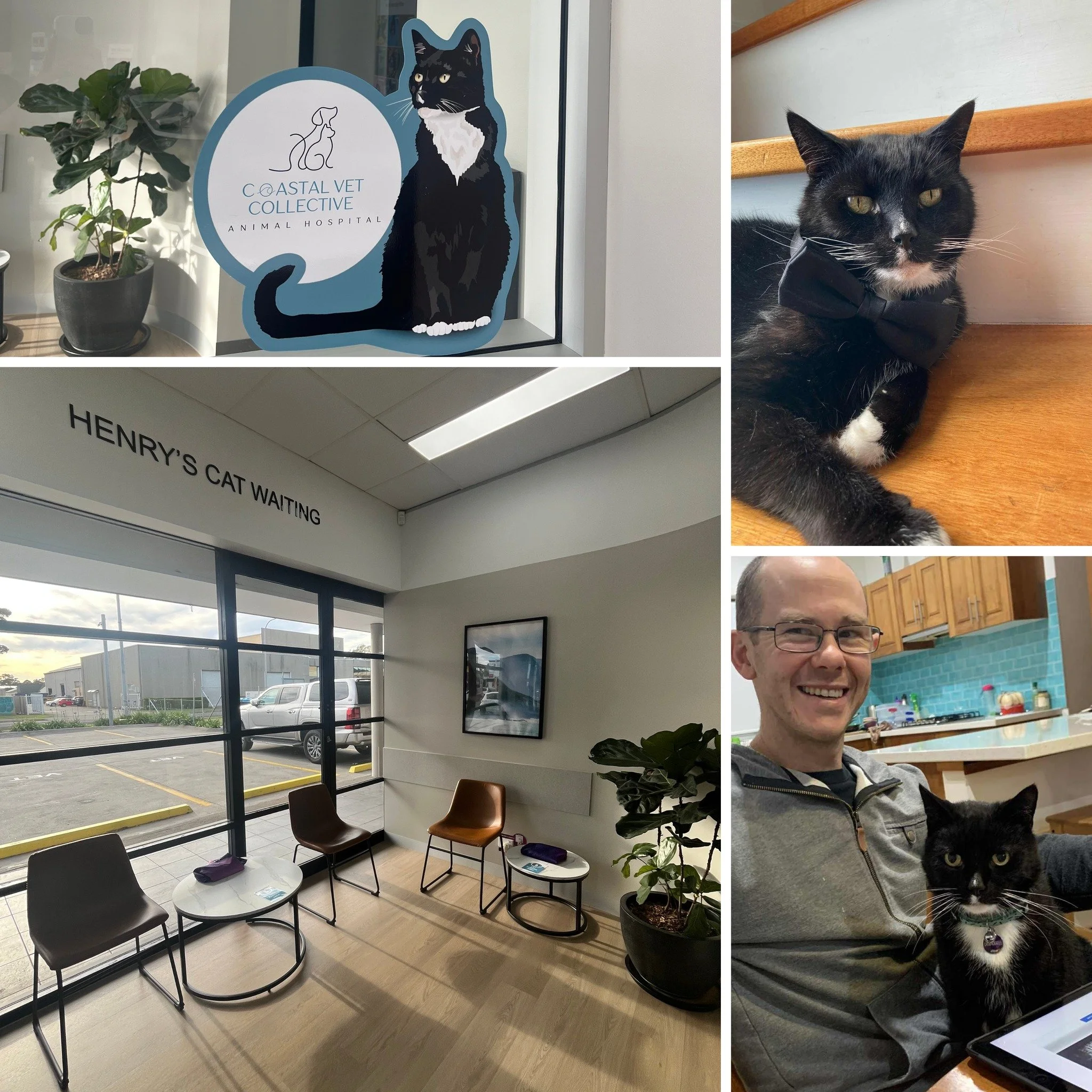 Some of you have asked, &ldquo;Who&rsquo;s Henry?&rdquo; 

You might have seen a few Henry stickers around our hospital or noticed that our cat waiting area is called Henry&rsquo;s Cat Waiting.

Henry was a cheeky boy who started life at Wollongong V