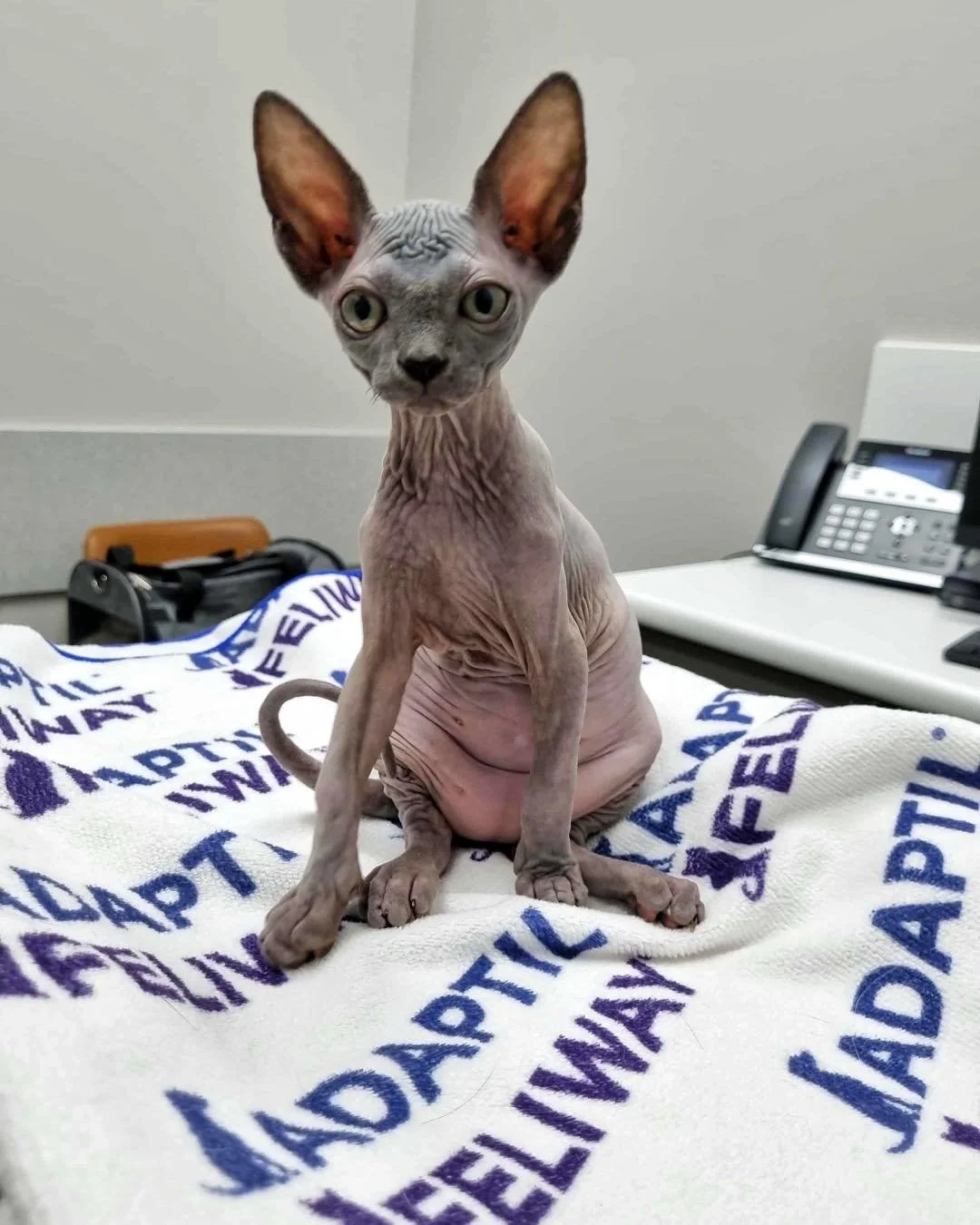 Have you ever seen a baby Sphynx? 😍 

Meet Hades, the tiniest, wrinkliest little heart-stealer we&rsquo;ve ever met!

👉🏾Swipe to see Dr Kevin absolutely stoked to hang out with this rare little cutie
.
.
.
#sphinxkittens #sphinx #veterinary #veter