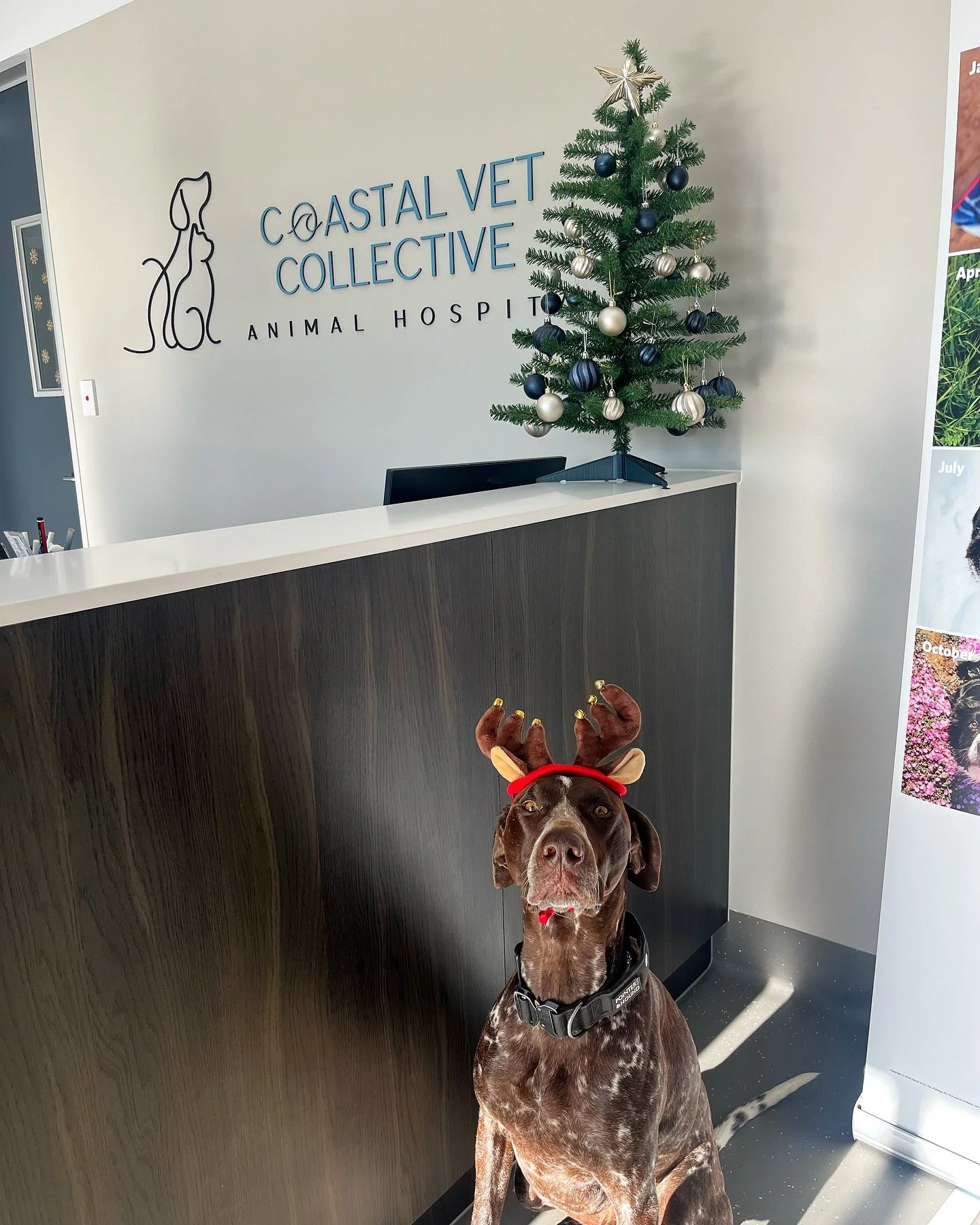 🦌✨ Reuben the Reindeer clocking in for festive duties! 

Kicking off 1st of December in the most wonderful way. 🎄🦌