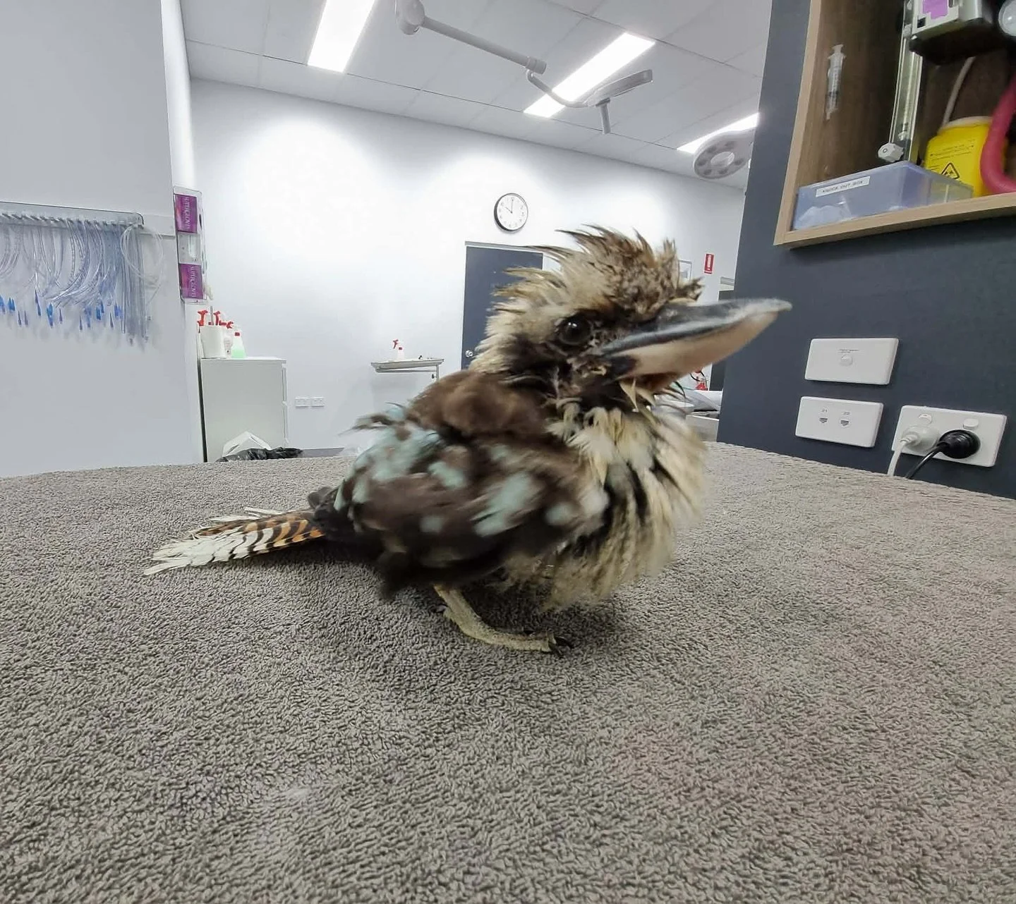 ✨ A very Aussie patient! ✨

This kookaburra took an unexpected dive into a backyard pool and arrived to us completely soaked. After a gentle blow dry and a full check from Dr Kevin, he was given the all clear and released right back where he was foun