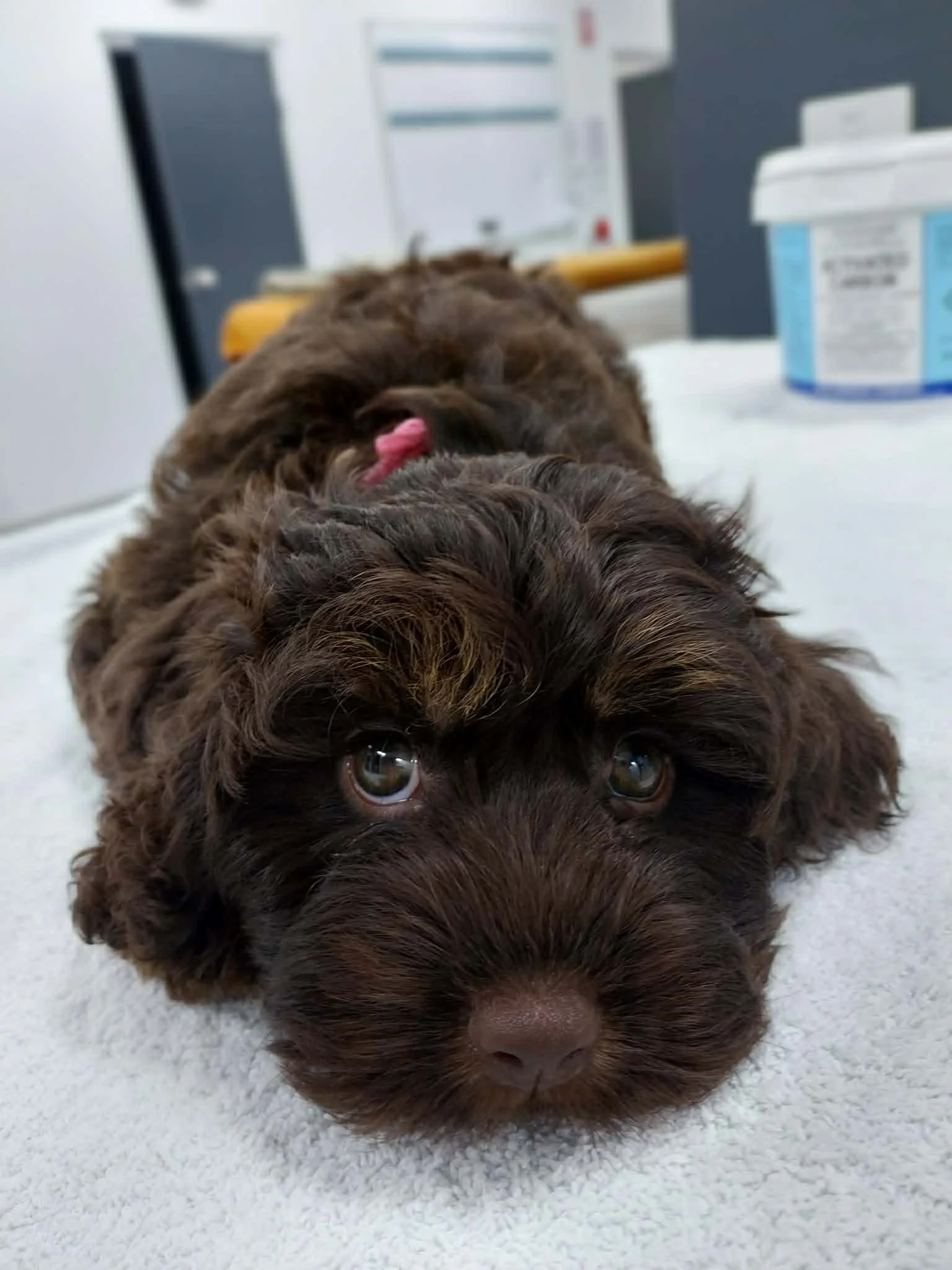 🌱Garden Dangers: Roxy&rsquo;s Story 🌱

Meet Roxy, a curious puppy who was found investigating wild mushrooms growing in her backyard. While it was unclear if she had eaten any, her owners did the right thing and brought her in promptly to be safe.
