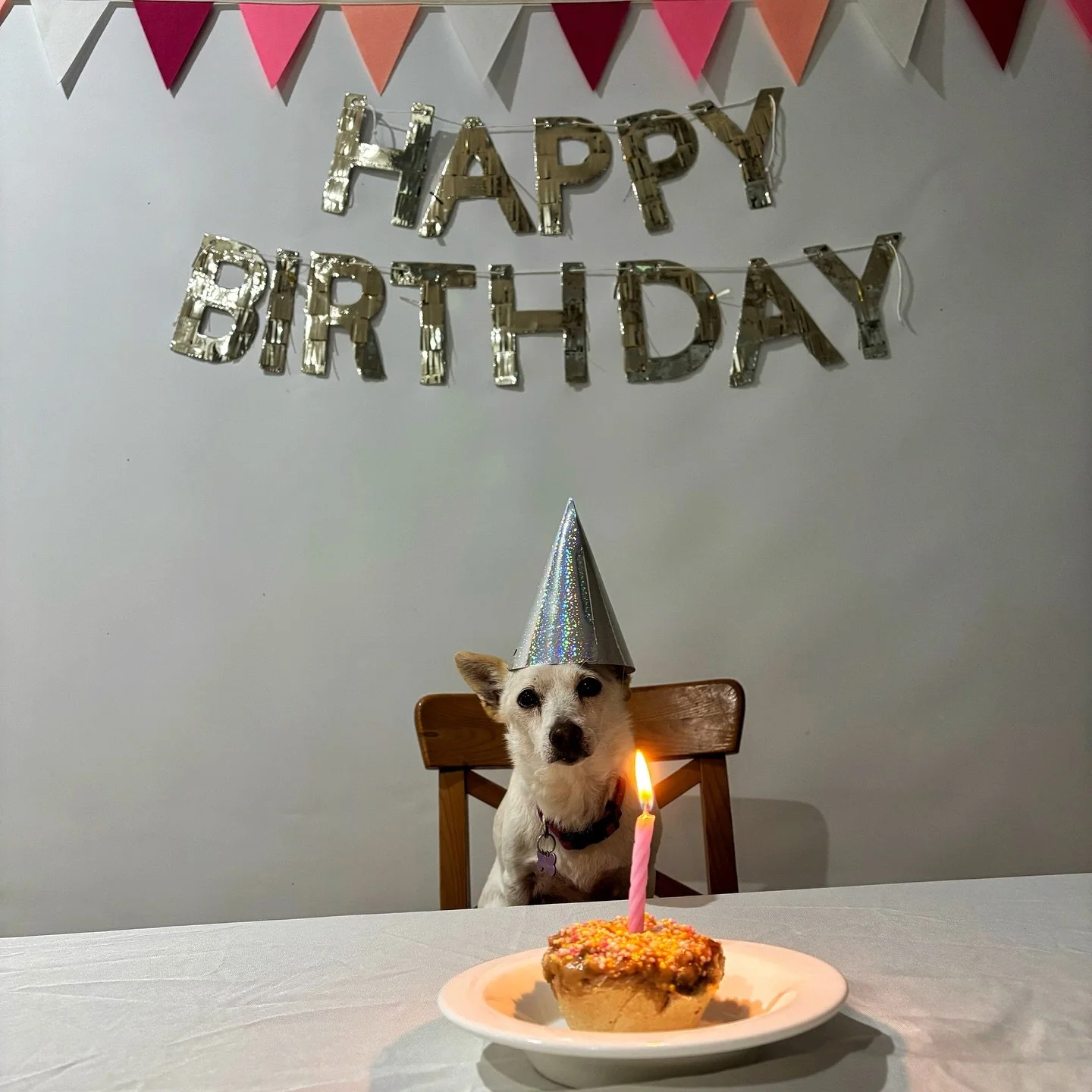 When it&rsquo;s your birthday but your brother refuses to miss out&hellip; 🎂😆

Rey celebrated her birthday the other day with Teddy by her side because siblings share everything&hellip;

Bonus fun fact ! They belong to Dr Luke, so yes, they&rsquo;r