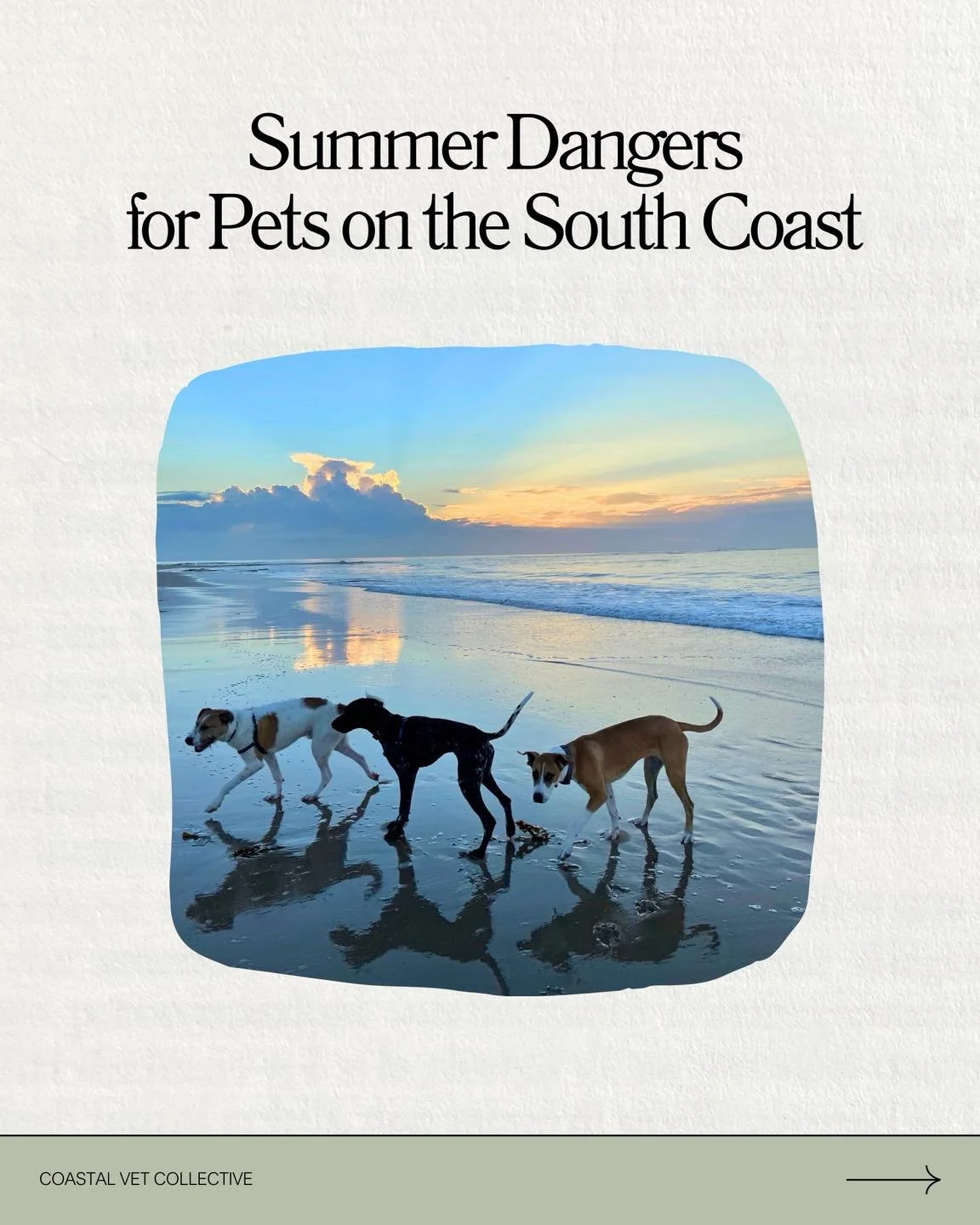 Summer on the South Coast means beach days and sunshine ☀️ 

BUT it also brings some serious risks for our pets. Here&rsquo;s what every pet owner should know ➡️
.
.
.
#southcoast #wollongong #southcoastnsw #beachdog #beachlovers #petsafety #petsafet