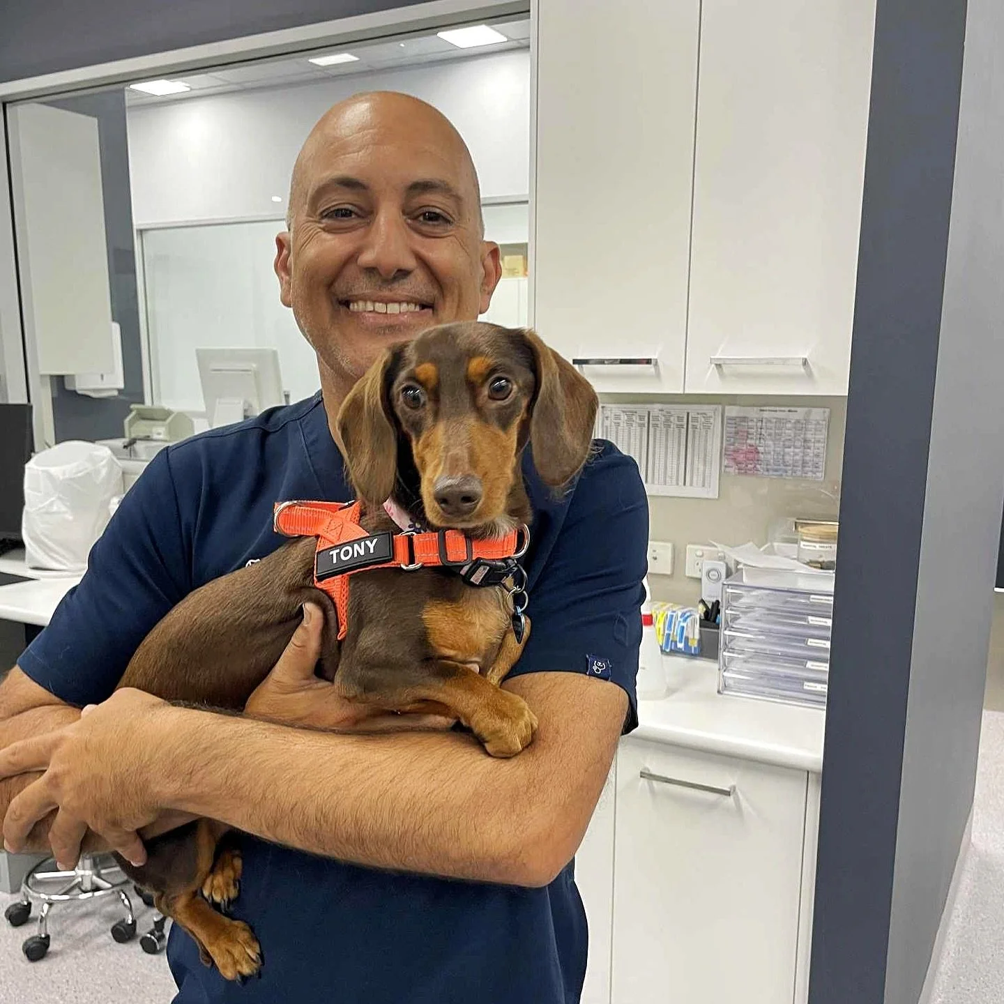 Bravest boy award goes to Tony 🏆

Tony came in for routine bloods and vaccines with Dr Kevin and chose bravery.
Zero complaints, maximum treats and cuddles