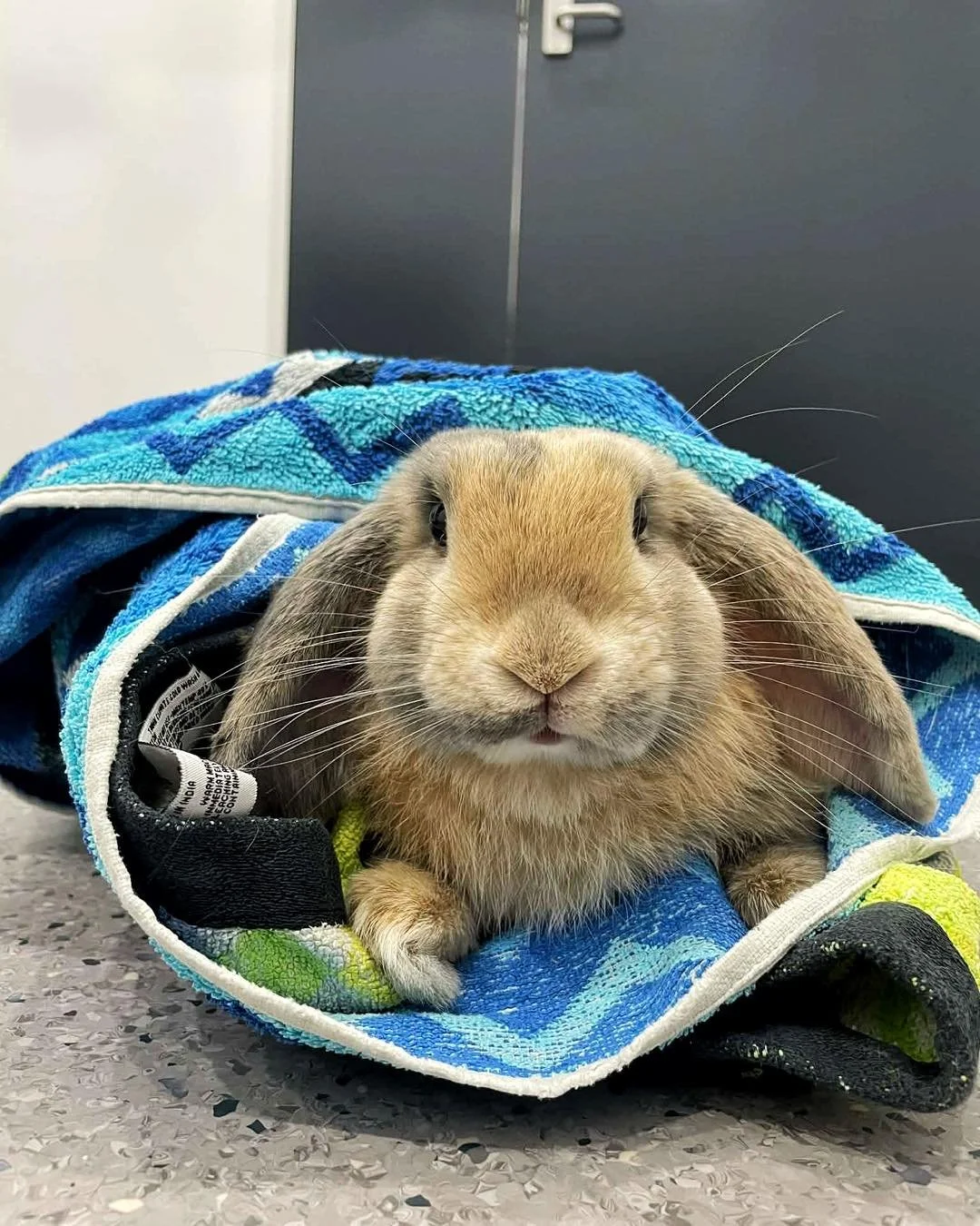 Meet Oreo 🐰

In for his castration and winning over every single staff member at Coastal Vet. We&rsquo;re all a little in love.

Desexing male rabbits helps reduce spraying, aggression and unwanted litters,  all part of keeping bunnies happy and hea