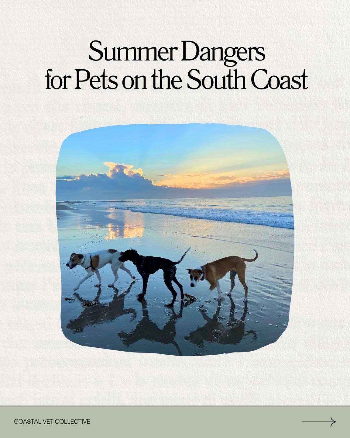 Summer on the South Coast means beach days and sunshine ☀️ 

BUT it also brings some serious risks for our pets. Here&rsquo;s what every pet owner should know ➡️
.
.
.
#southcoast #wollongong #southcoastnsw #beachdog #beachlovers #petsafety #petsafet