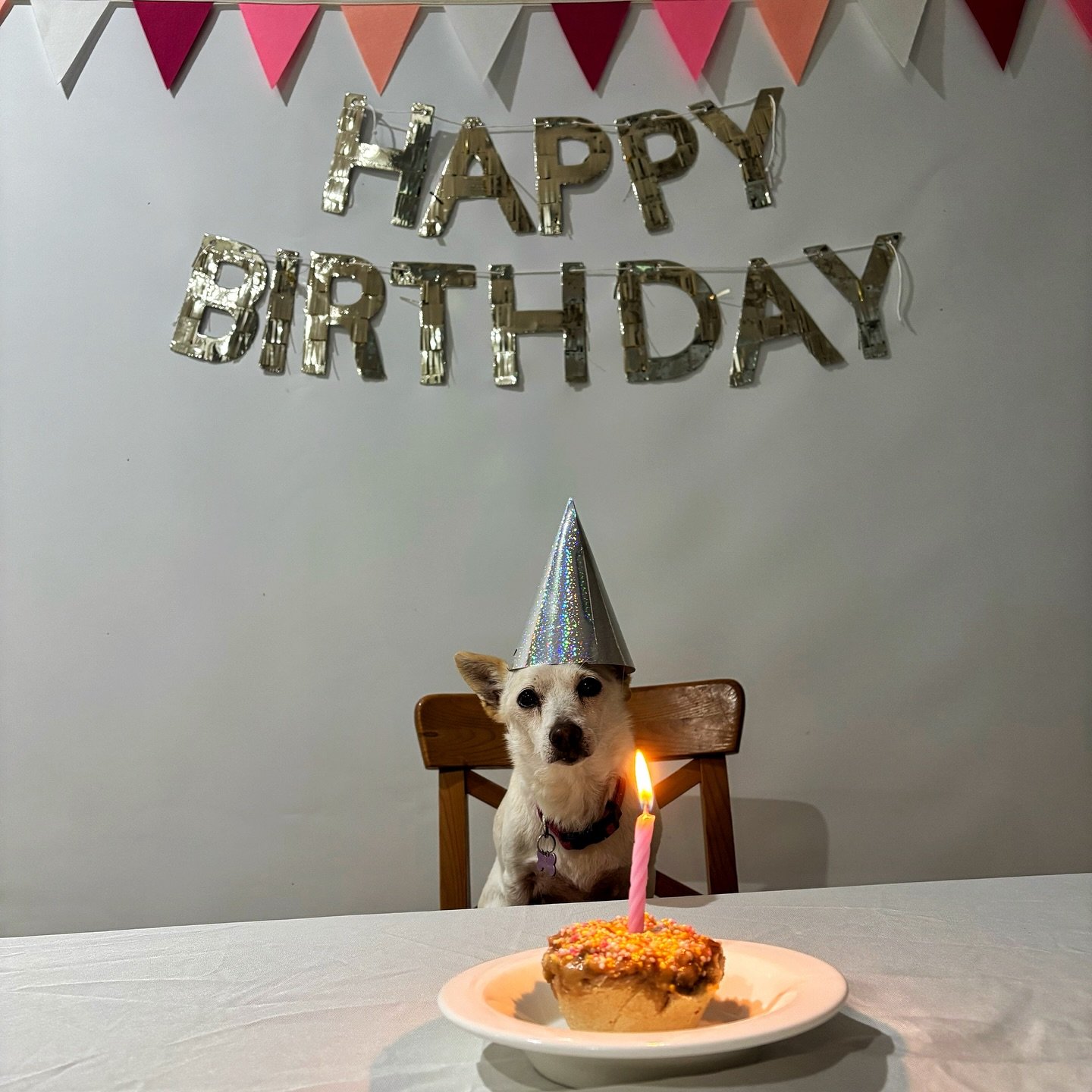 When it&rsquo;s your birthday but your brother refuses to miss out&hellip; 🎂😆

Rey celebrated her birthday the other day with Teddy by her side because siblings share everything&hellip;

Bonus fun fact ! They belong to Dr Luke, so yes, they&rsquo;r