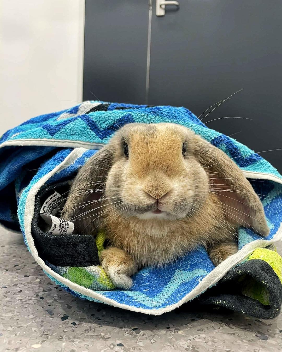 Meet Oreo 🐰

In for his castration and winning over every single staff member at Coastal Vet. We&rsquo;re all a little in love.

Desexing male rabbits helps reduce spraying, aggression and unwanted litters,  all part of keeping bunnies happy and hea