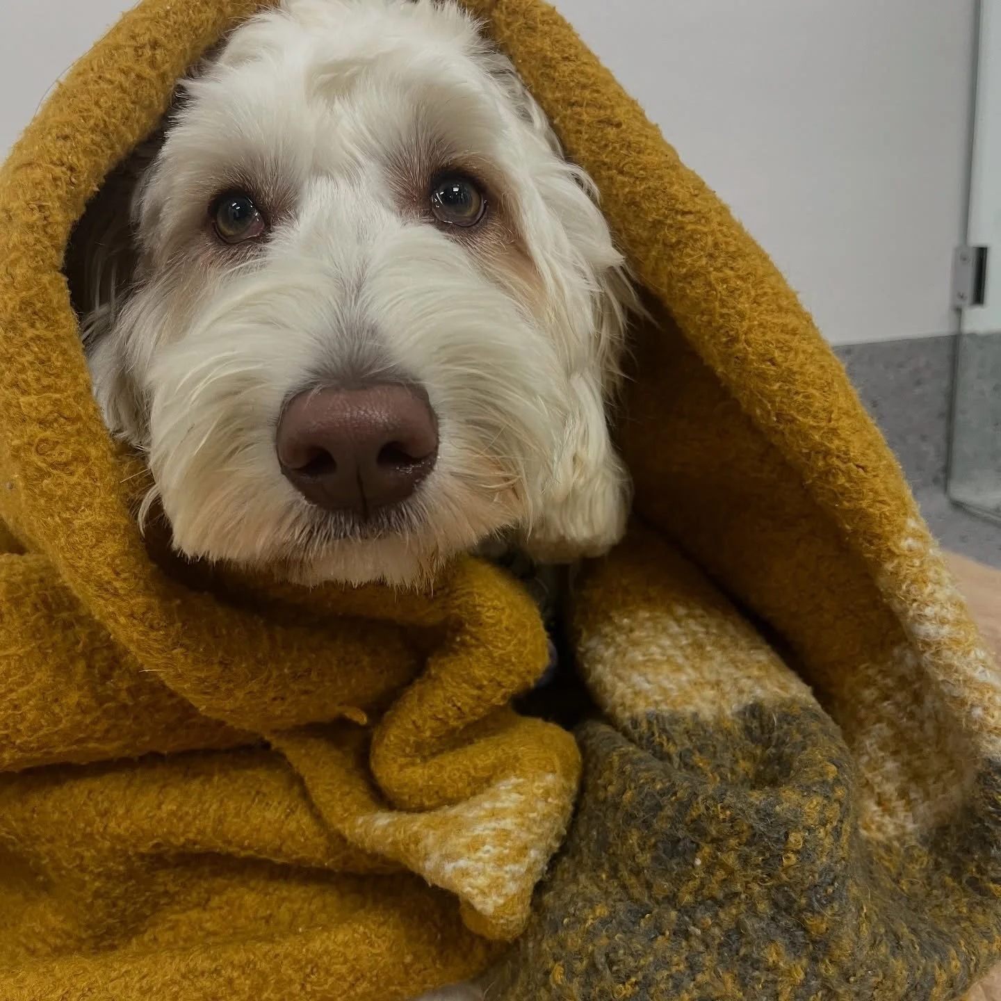 Gypsy is post-spey and enjoying recovery cuddles with Dr Joe.

Desexing female dogs helps prevent pyometra, reduces cancer risks and avoids unexpected litters 🩺✨

If you have any questions or queries about desexing your pet, book a consult with one 