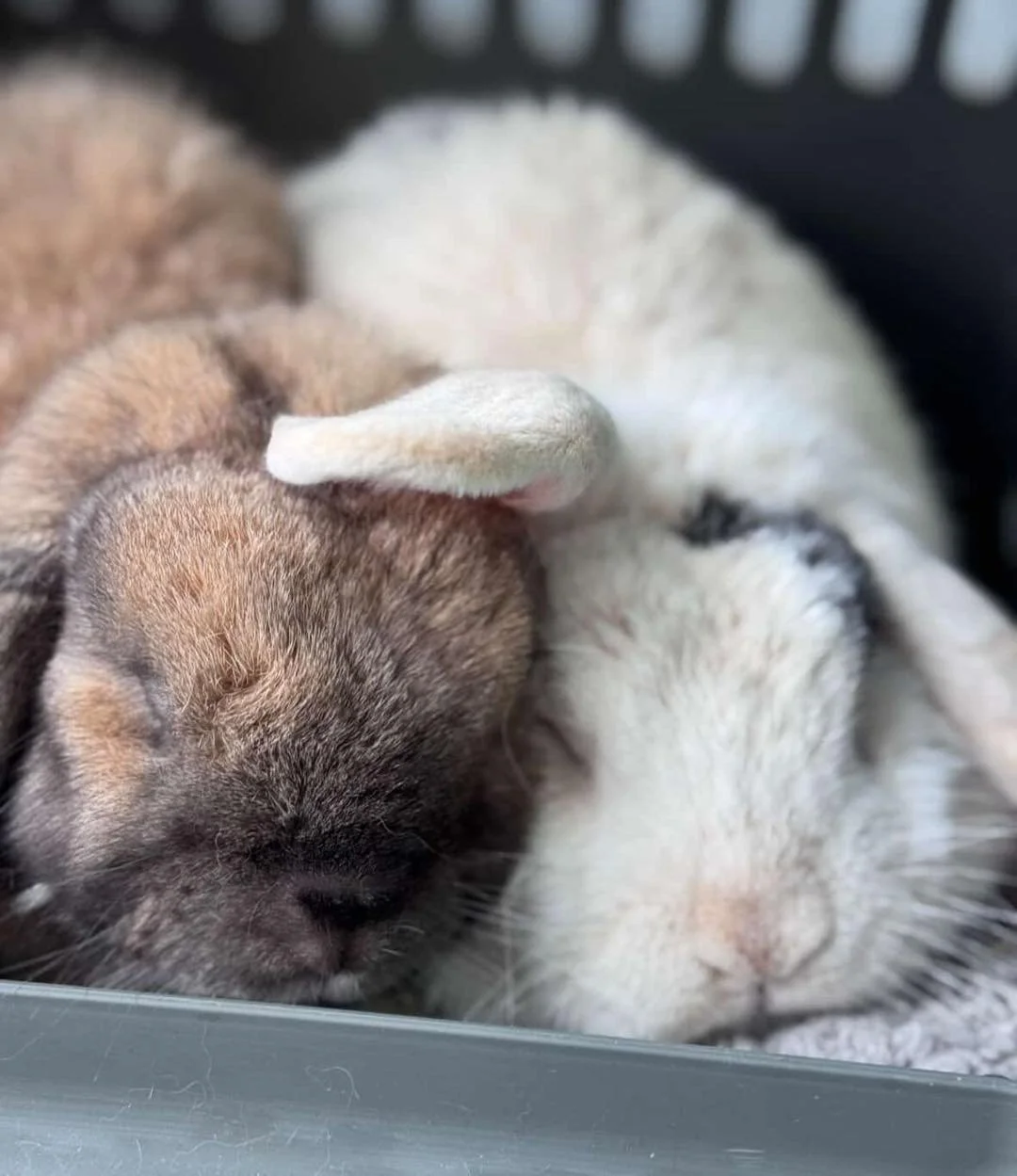 🐰 Rabbit Owners &ndash; Important Notice 🐰
 
In early March 2026, a strain of rabbit calicivirus (RHDV1-K5) will be released across Greater Sydney and the Central Coast to control wild rabbit populations.

To protect pet rabbits, vaccination is str
