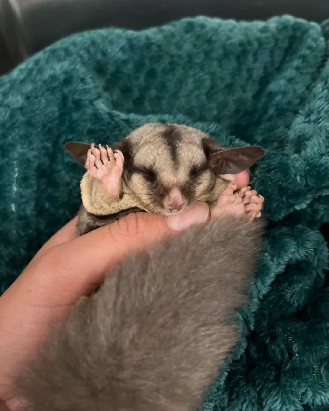 🌿 World Wildlife Day 🌿
Today we celebrate Australia&rsquo;s incredible wildlife and the amazing people who protect them.

A huge thank you to all the wildlife rescue volunteers and rehab carers who respond to injured animals and help return them to
