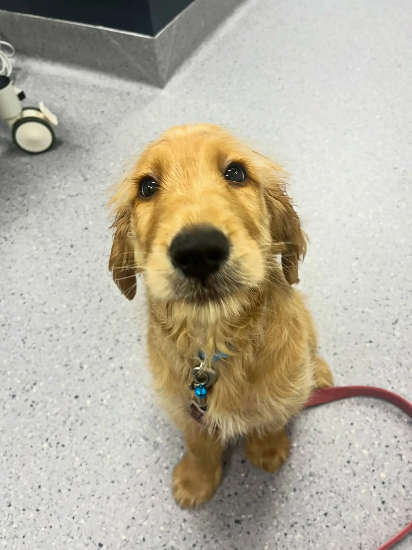 🐾 Patient Spotlight 🐾

From puppy vaccines to his recent desexing and all the mischief in between 😉

We&rsquo;ve loved watching Truffles the Groodle grow up !

This friendly boy always brings plenty of smiles when he visits us, we can&rsquo;t wait