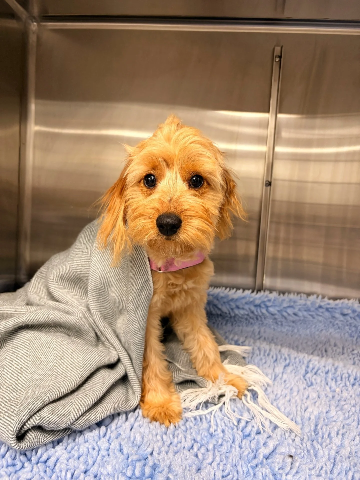 Billie the cavoodle was all tail wags and cuddles for her de-sexing procedure today 🐾

De-sexing plays an important role in your pets long-term health and wellbeing, helping prevent unwanted litters and reduce the risk of certain cancers and infecti