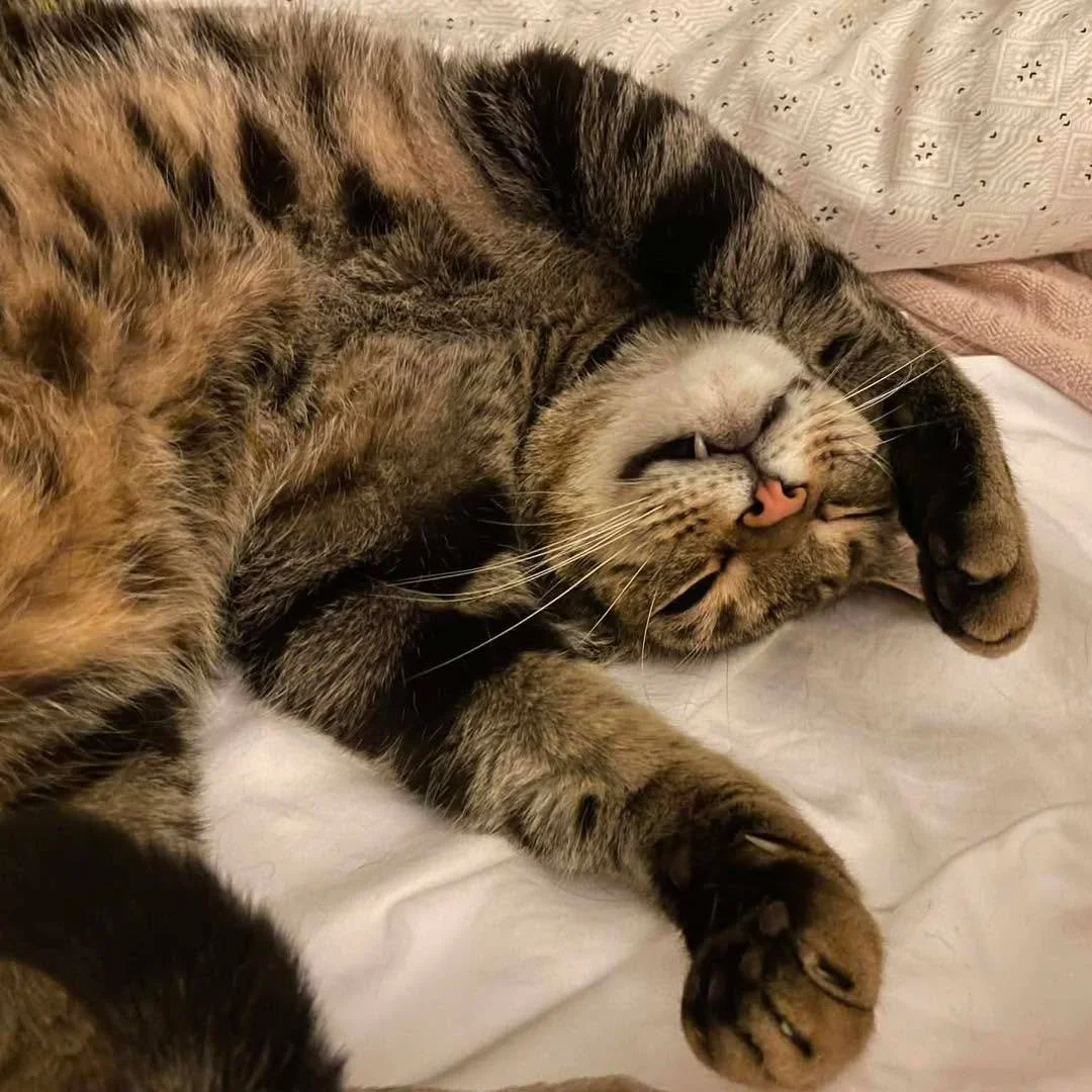 🐾 Pet Appreciation Week 🐾

Life with pets can be a little chaotic sometimes&hellip; and honestly, we wouldn&rsquo;t have it any other way. 💙
They make us laugh, keep us company, and somehow always know when we need a little extra comfort.

So this