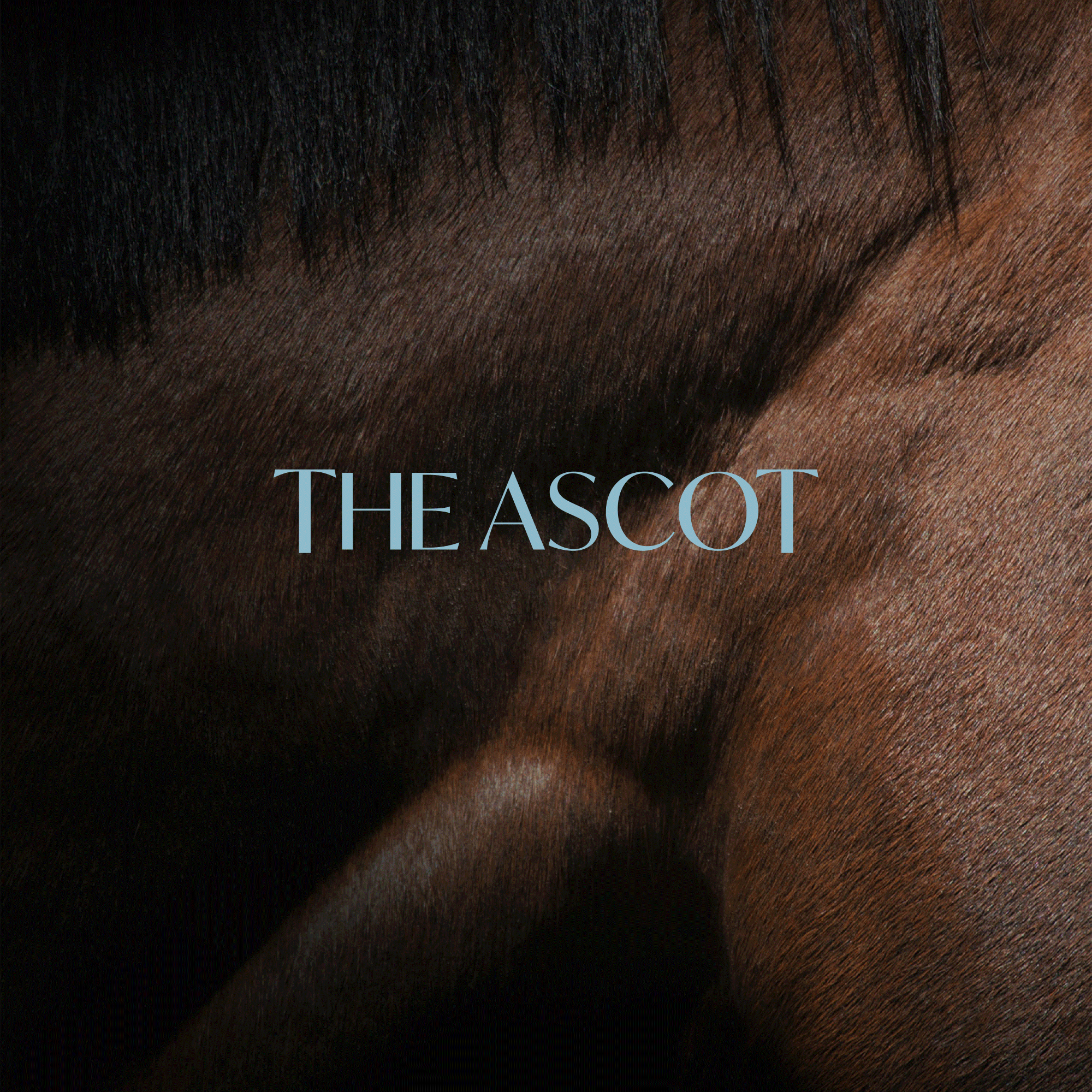 The Ascot / Blue Earth