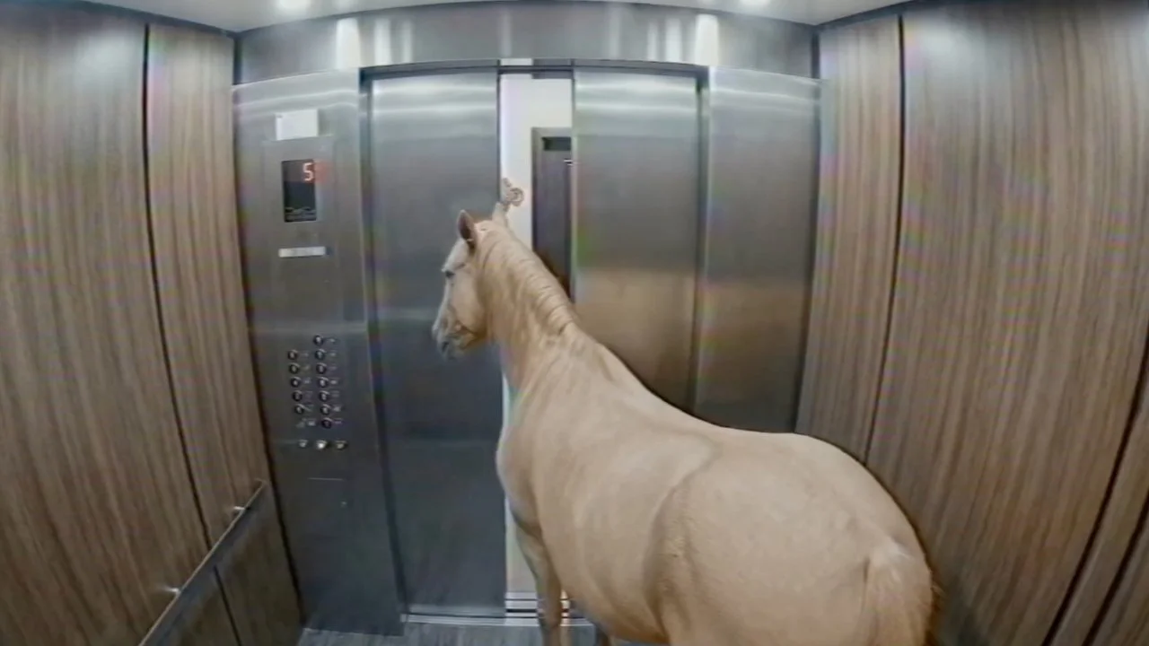 New York Lottery // Year of The Horse