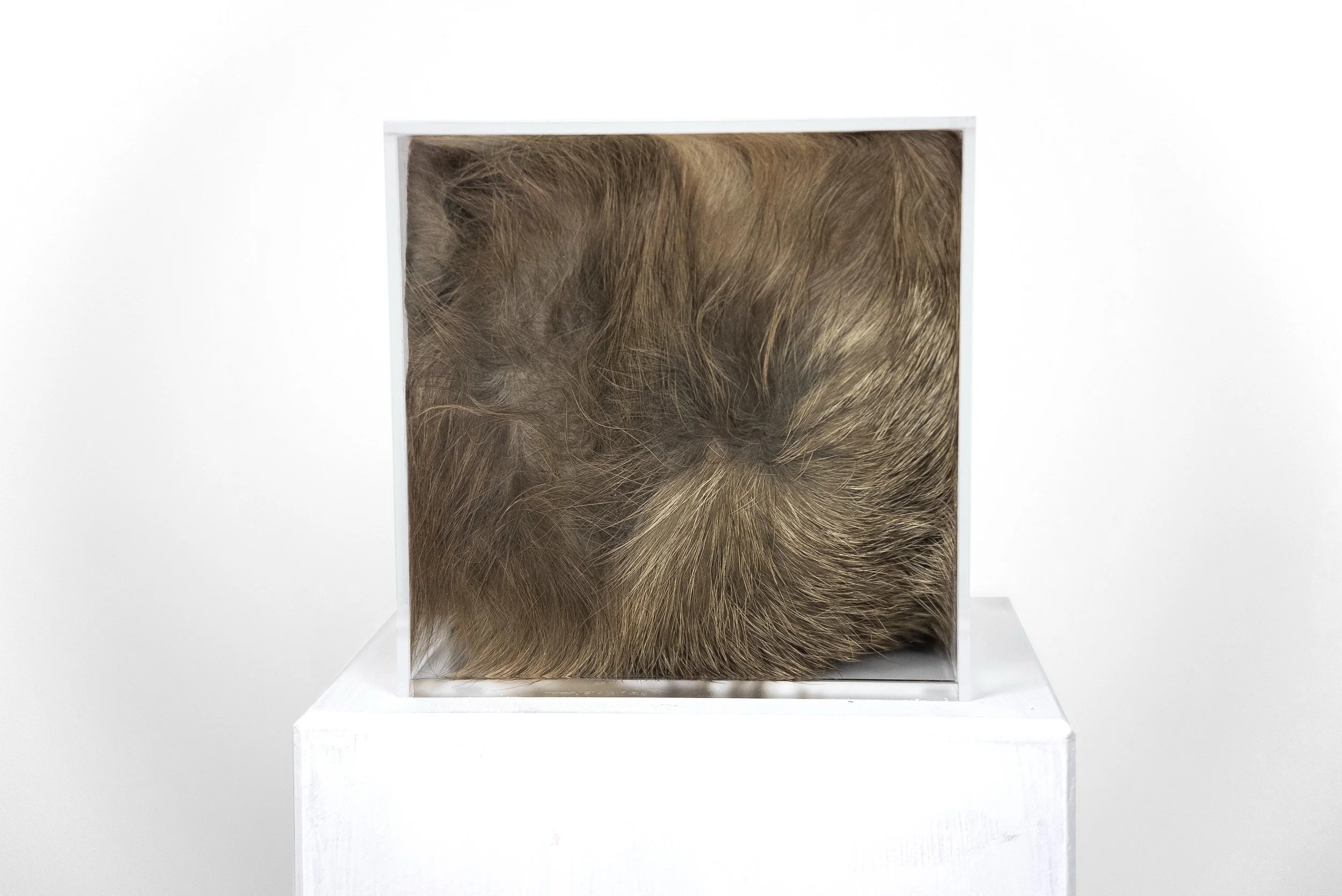 Fêmea herege, plexiglass, fox fur, wood, 2025