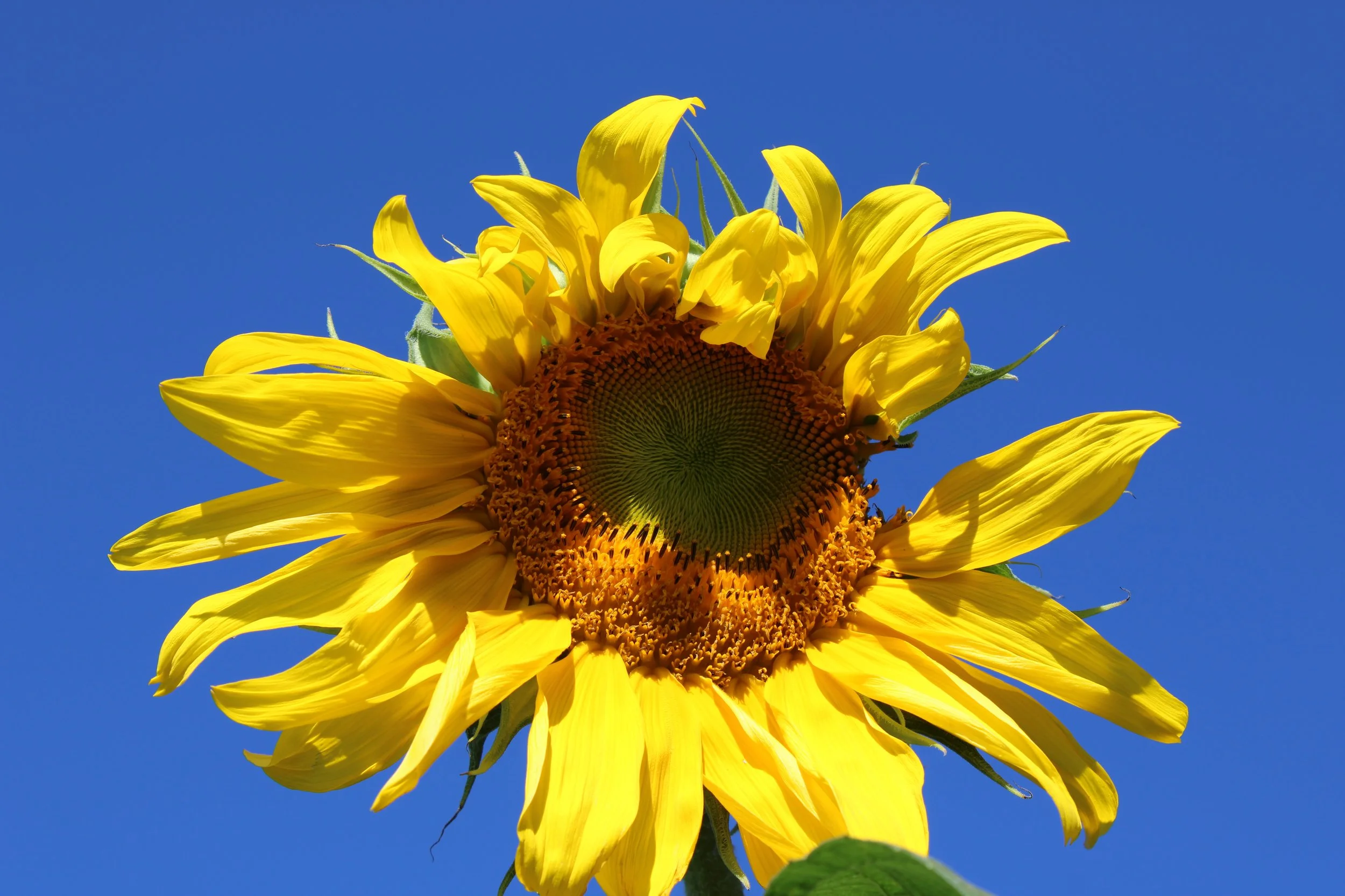 Patterns in Architecture/Scenes/Nature