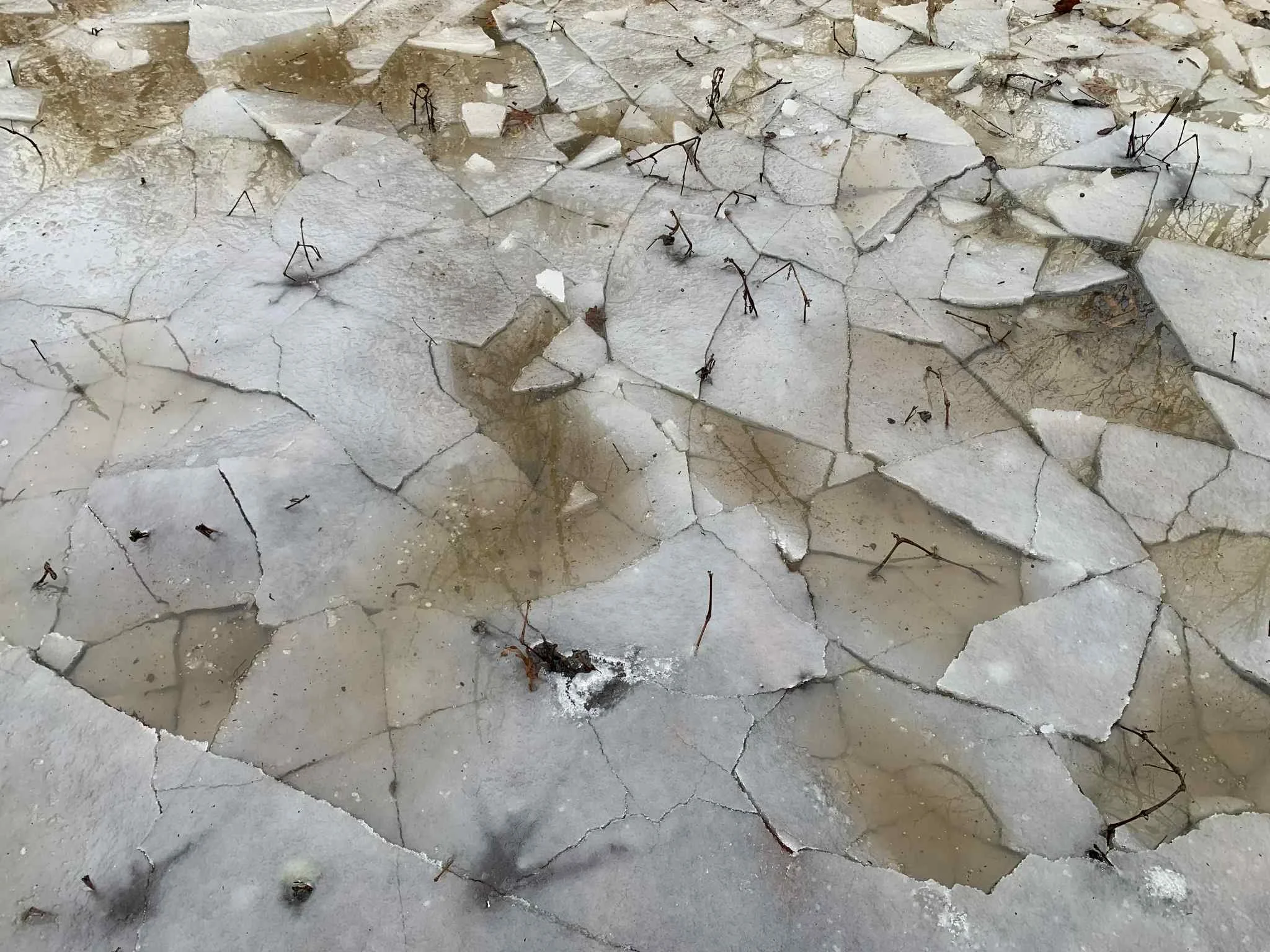 Week 15 in Review 2025-2026