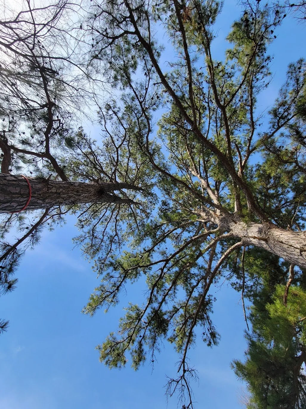 Weeks 19 &amp; 20 2025-2026