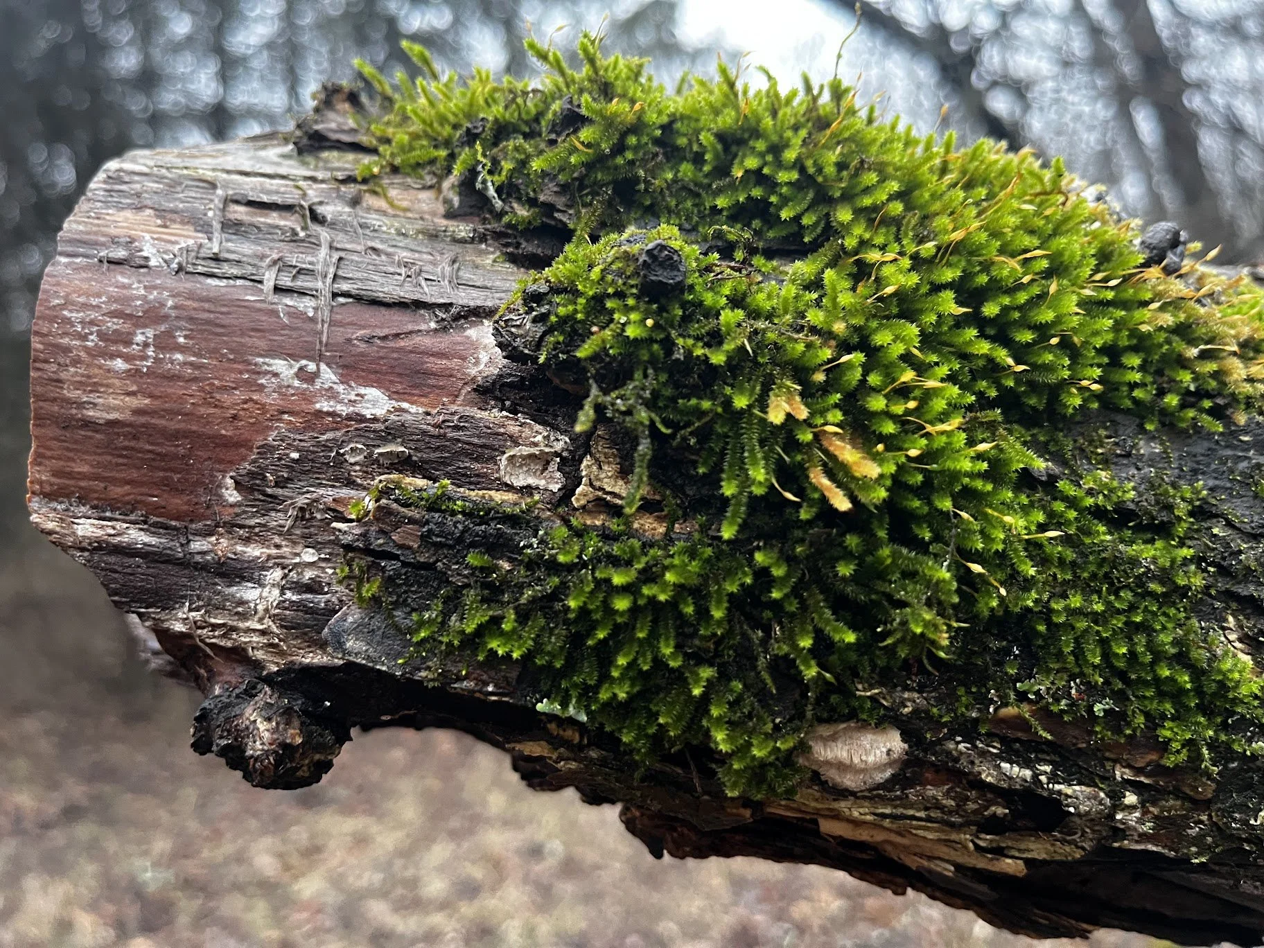 Weeks 21 &amp; 22 2025-2026