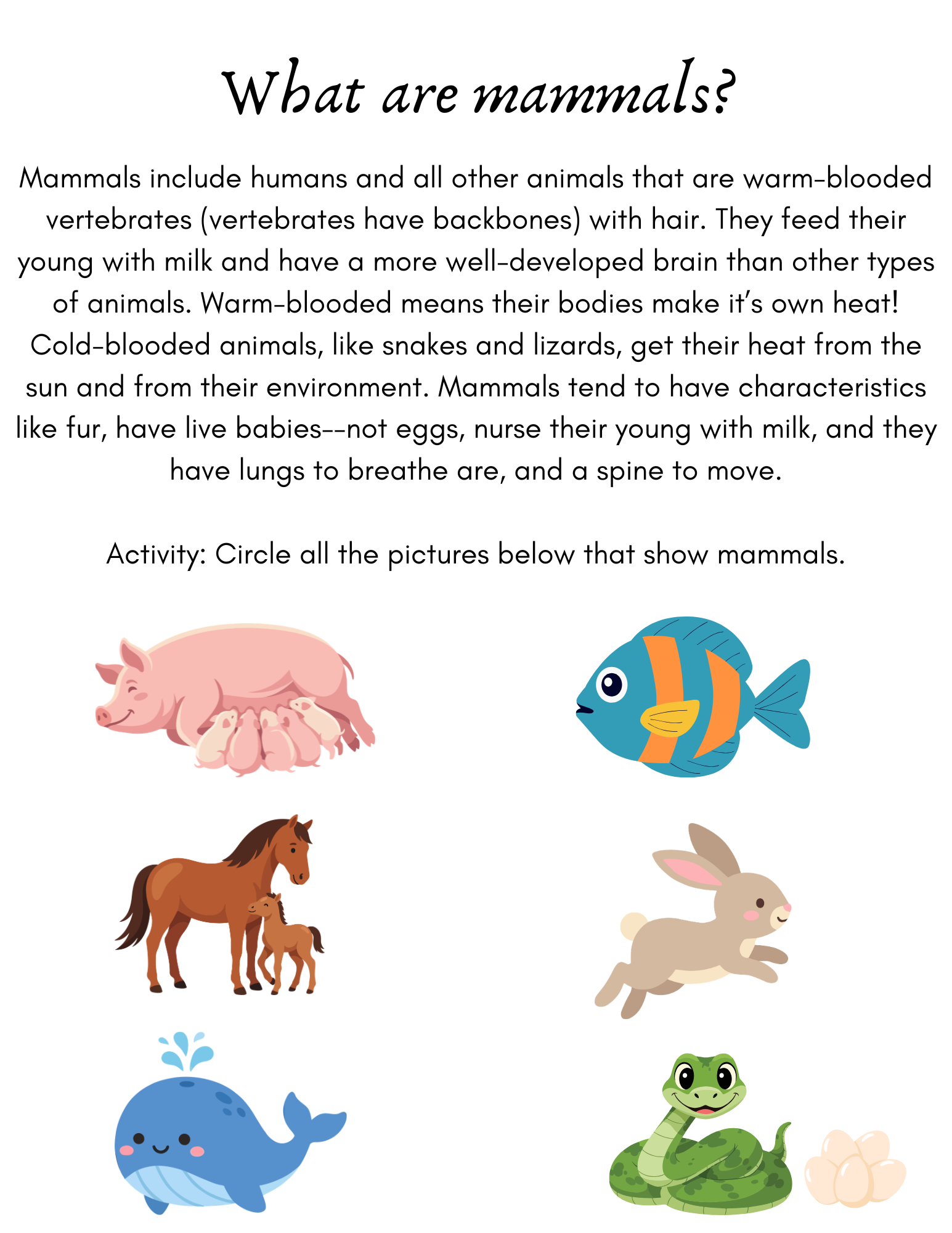 What are mammals.png