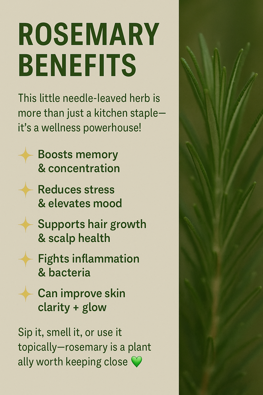 Rosemary: A Timeless Herb for Mind, Body &amp; Garden