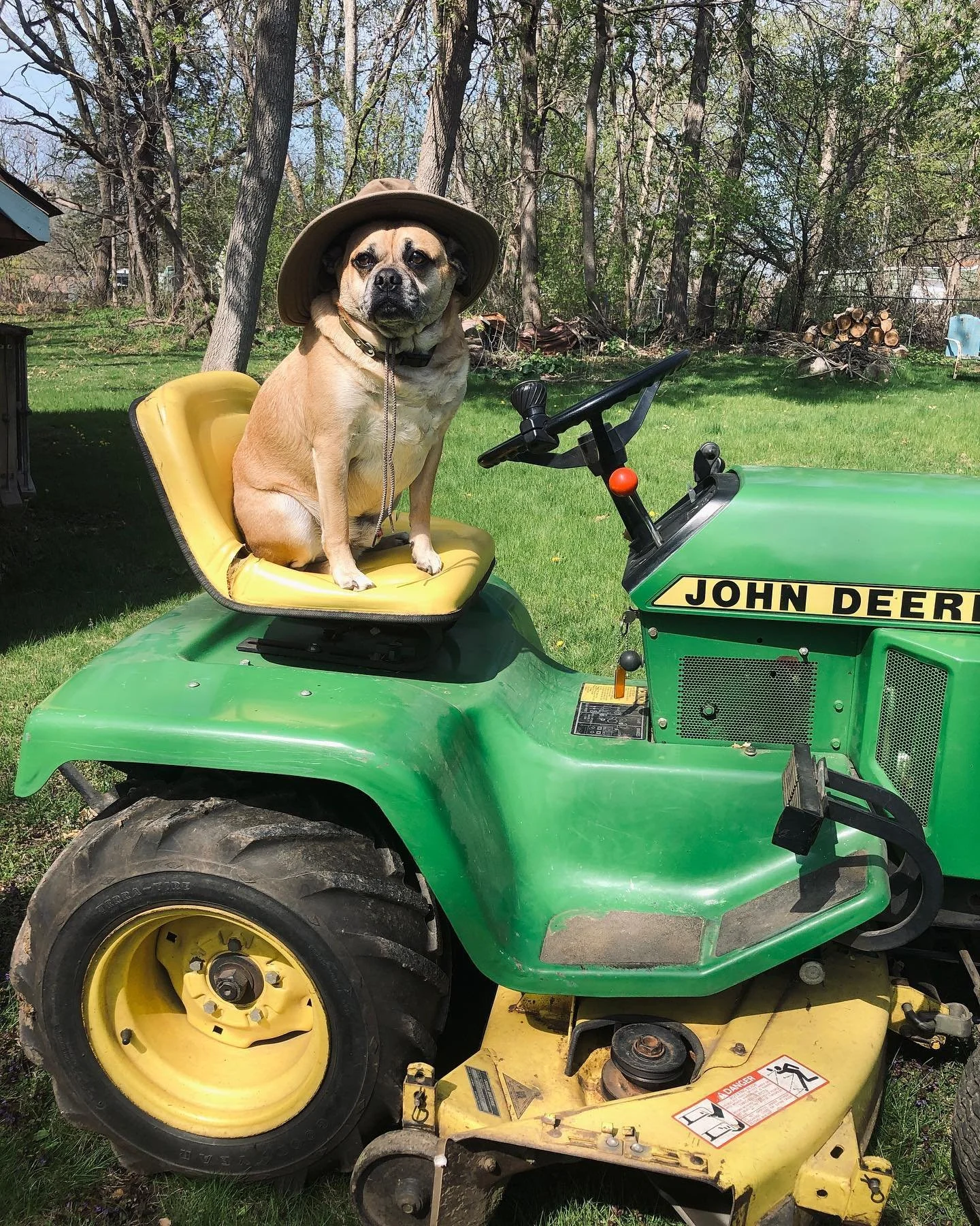 Gimli - the best little farm hand.