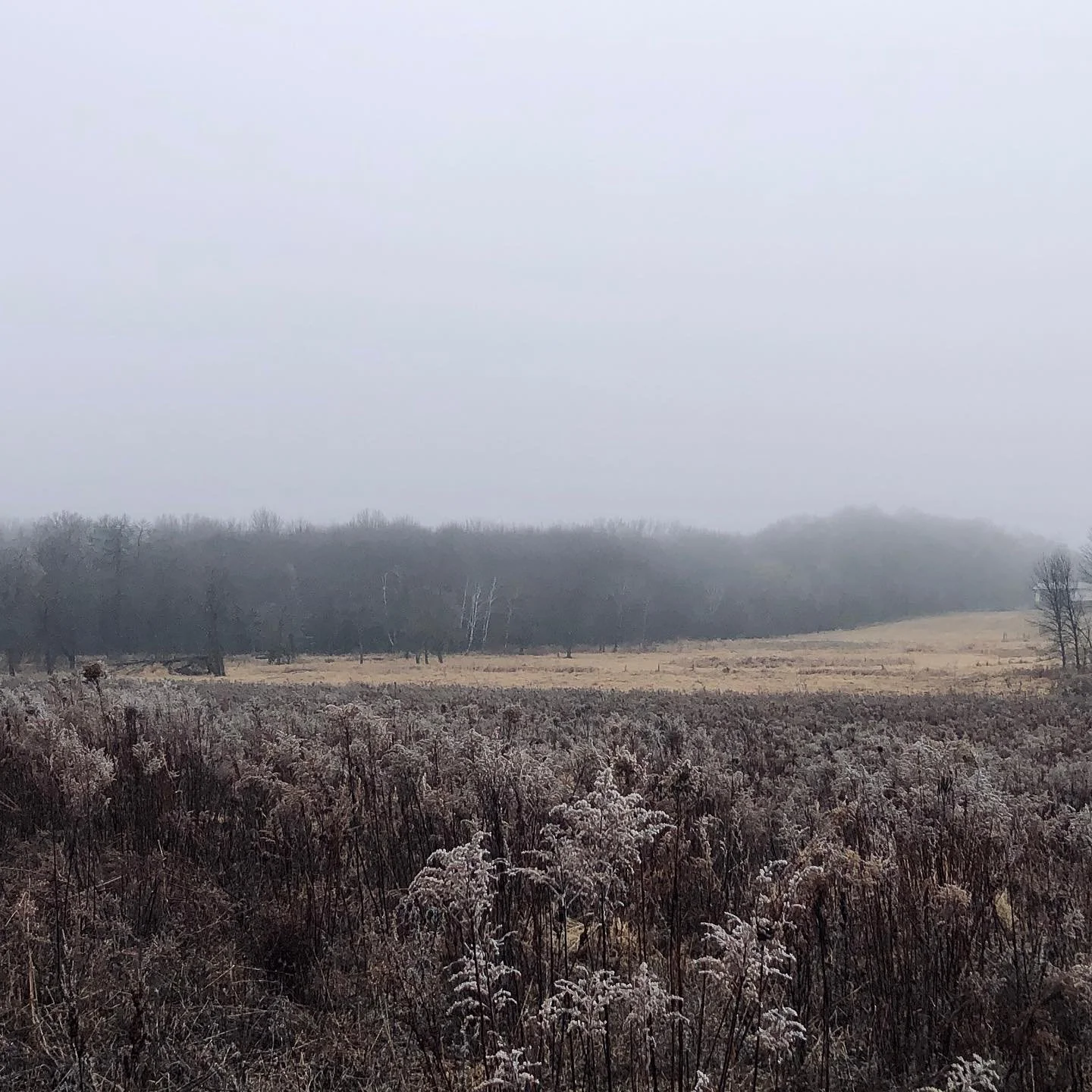 Muddy Christmas! Foggy winter scenes from the farm. After rushing out to plant seeds before the last snowfall, now we are back to mud! Hopefully the field critters don&rsquo;t eat them all before the next snowfall. 🐁