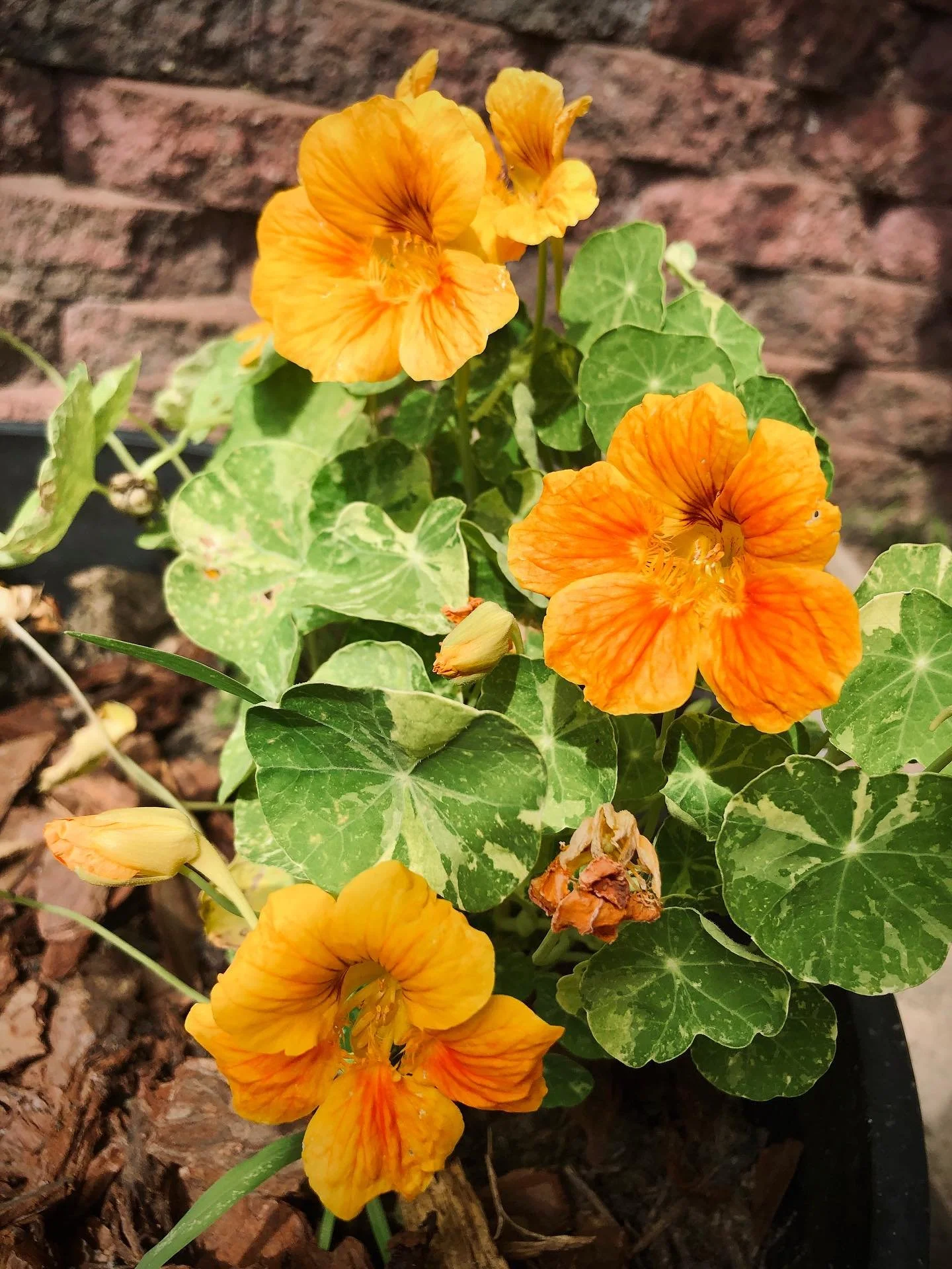 Summer in the garden 🌼