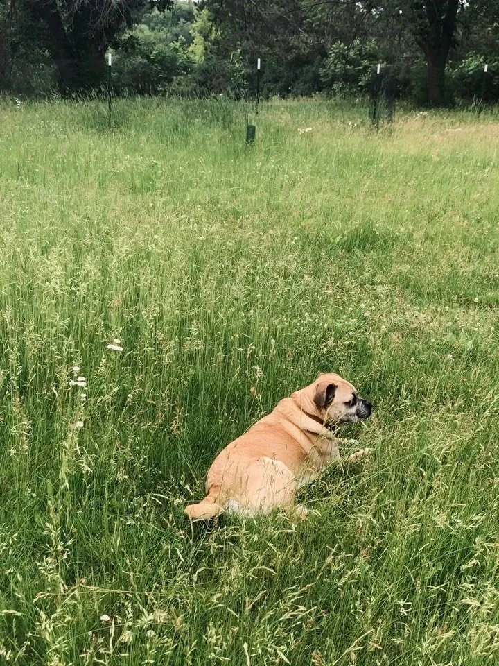 My long grass brings all the critters to the yard 🪱🐞🪲🐛🕷️ the ecosystem is thriving from dragonflies, fireflies, and bees to snakes, dung beetles, and bats. Everyone belongs 💚