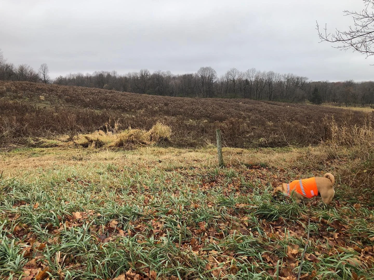 Staying safe as we explore the fields during hunting season, not the worlds first hunting pug..