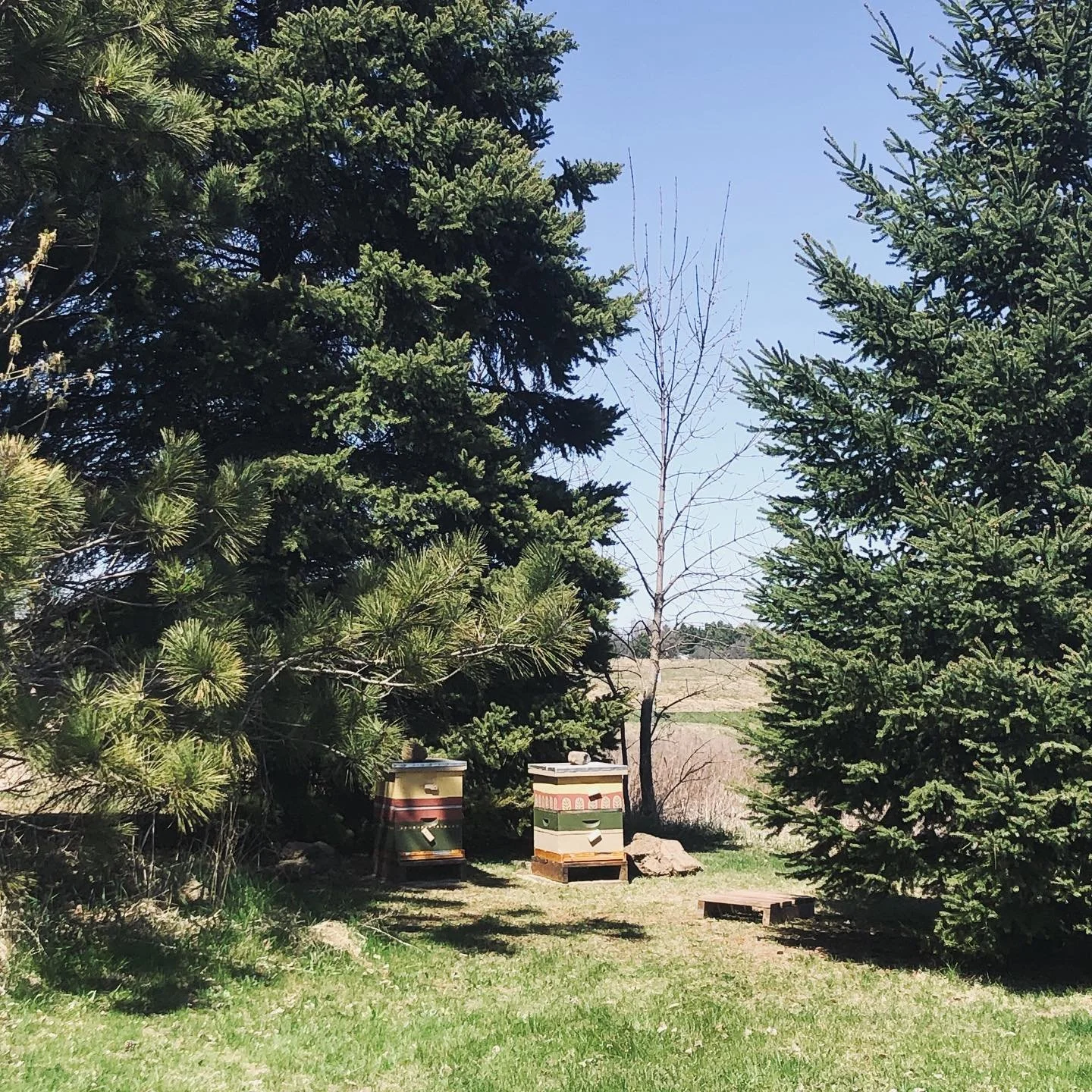 Our first little creatures 🐝 💛 now accepting names for 20,000 ladies 😆