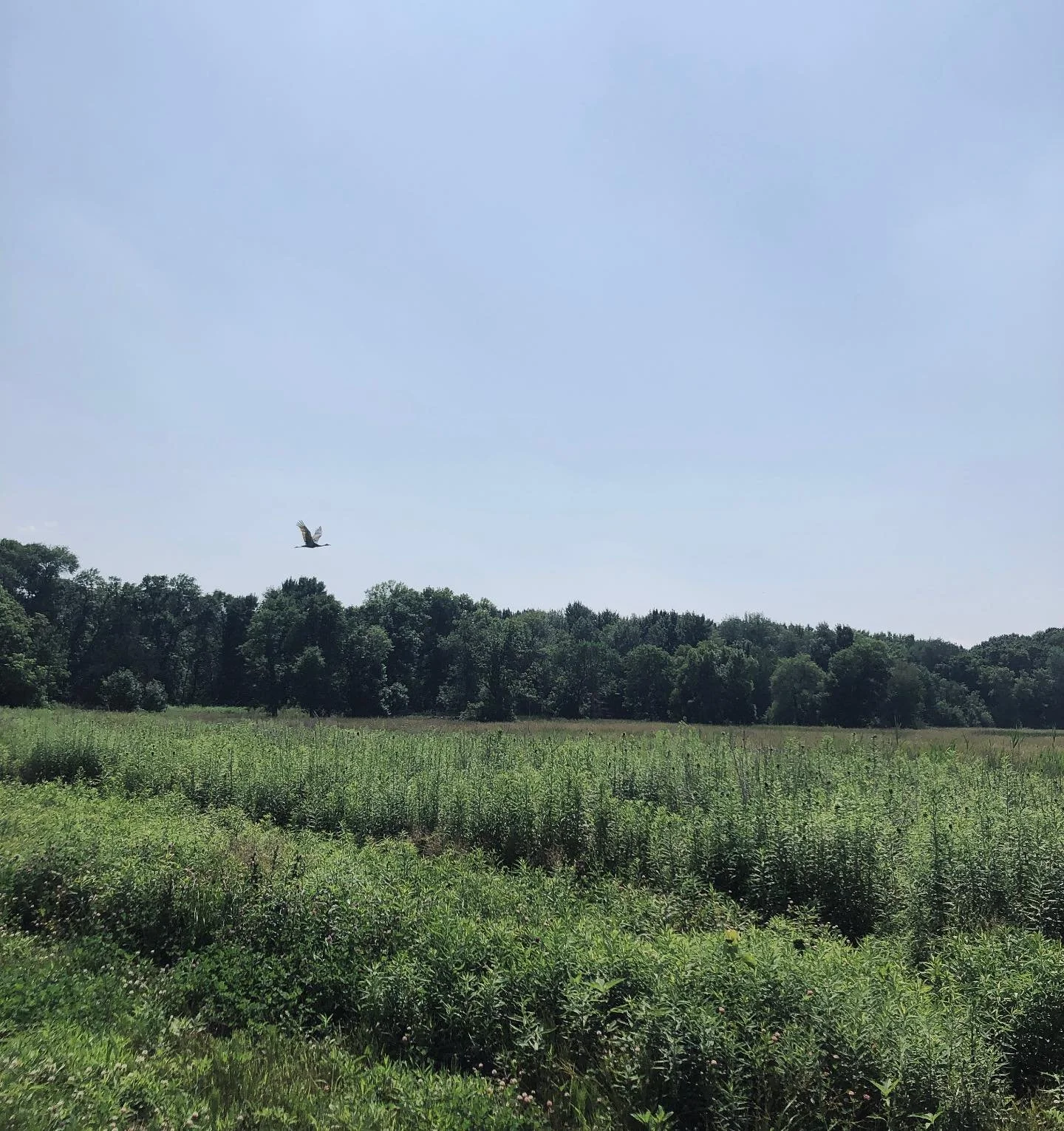 Looks like we picked the right farm name! Sandhill cranes are nesting in the wetland near the back of our field!