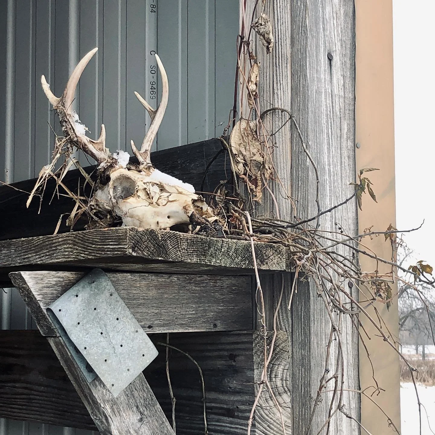 First Christmas on the farm! It was an eventful day filled with presents, joy, a temperamental furnace, and a mouse in the air vents! The mouse was captured and returned to the field - the cats were very upset.