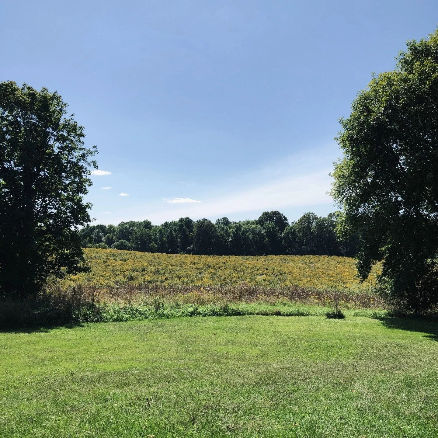 Welcome to Sandhill Woods Farm! We are a little farm with big dreams! One day we hope to be a place to learn, relax, play with happy sheep, and eat some regeneratively grown native fruit. First step: learning how to turn on the tractor..