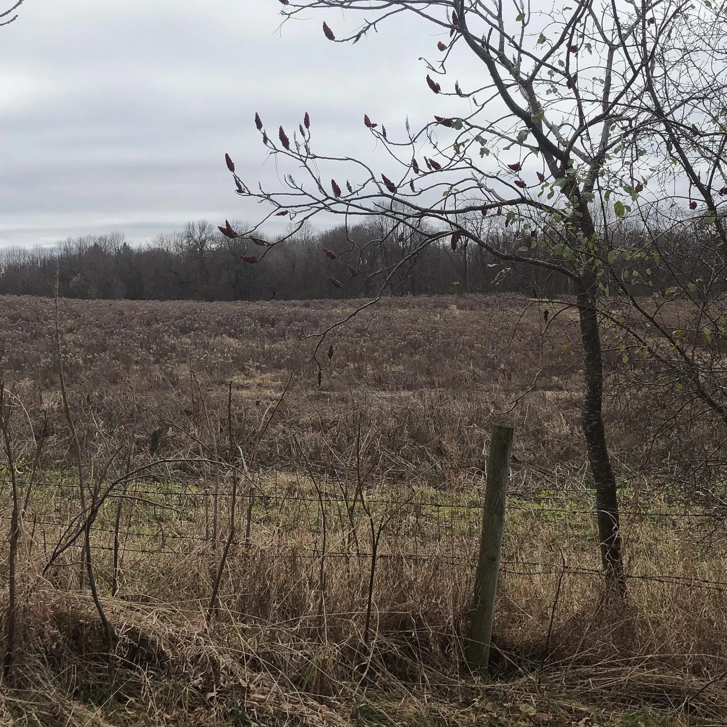 So grateful to have found an amazing farm, but incredibly eager to start tackling outside tasks and meeting all the plant friends come spring!