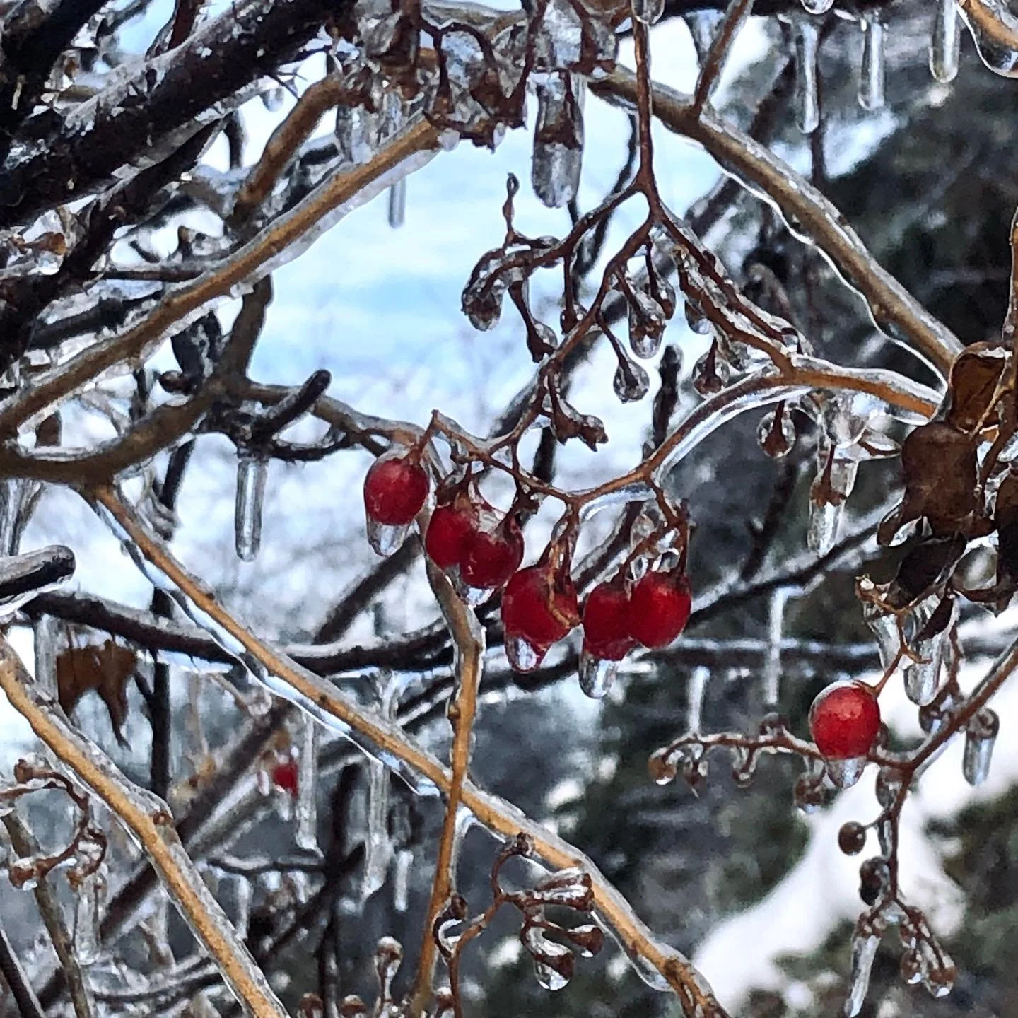 Slowly emerging after an awful icy winter - with stronger community, deeper sense of purpose, and hope for the future 🧊🔥