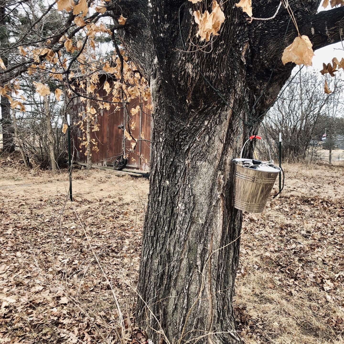 Maajigaa (Ojibwe) the sap is starting to run 🍁