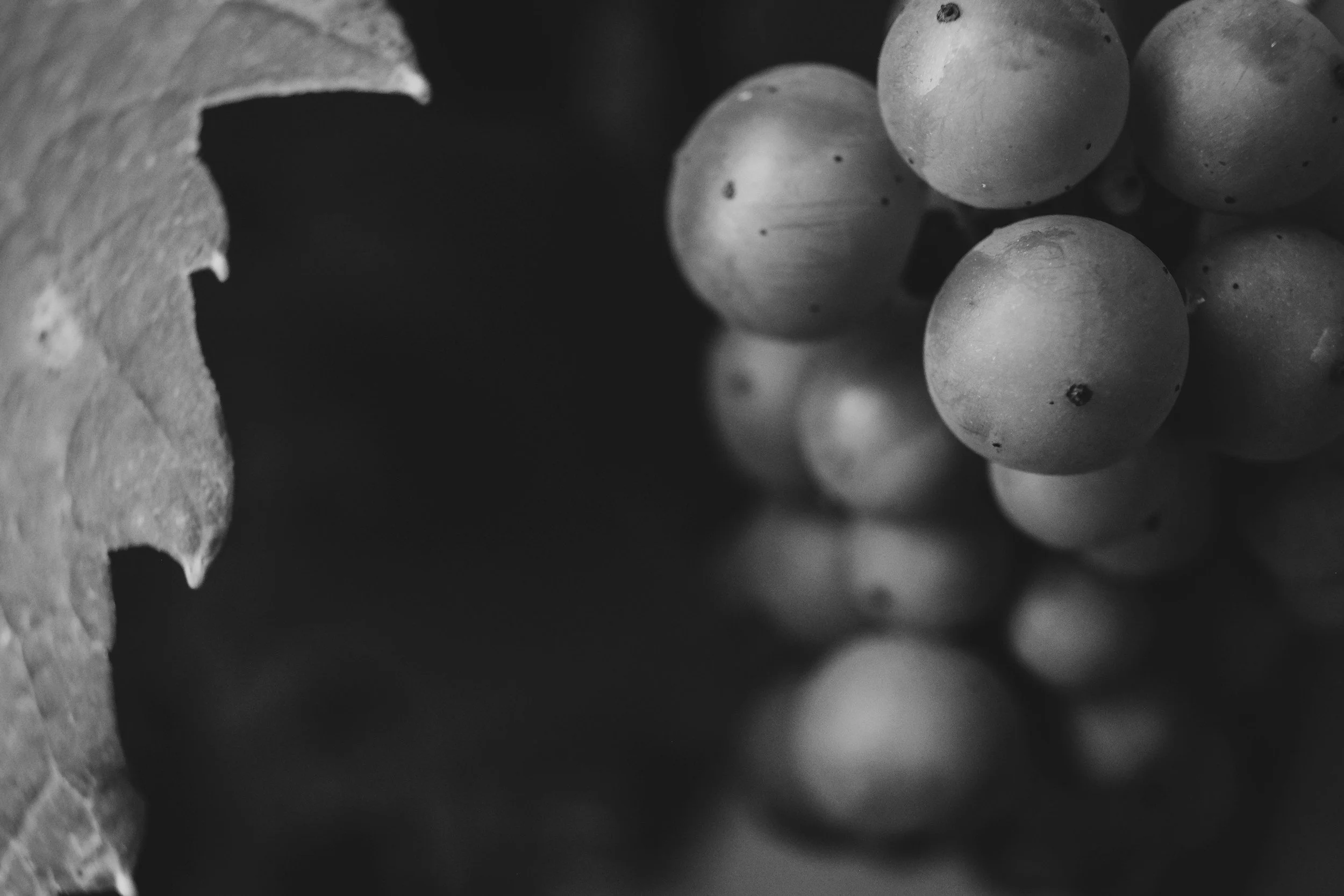 Australian winegrape crush up in 2025 after two record low vintages, but still below long-term average