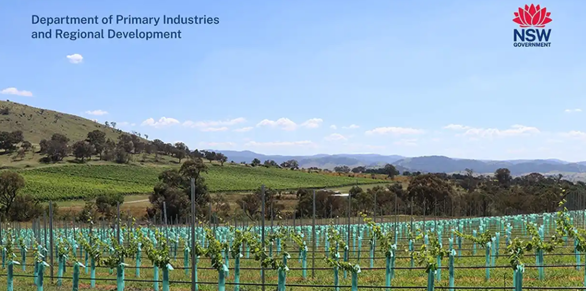 NSW DPIRD Viti Field Day - Regional Programs 2025 - Murrumbateman